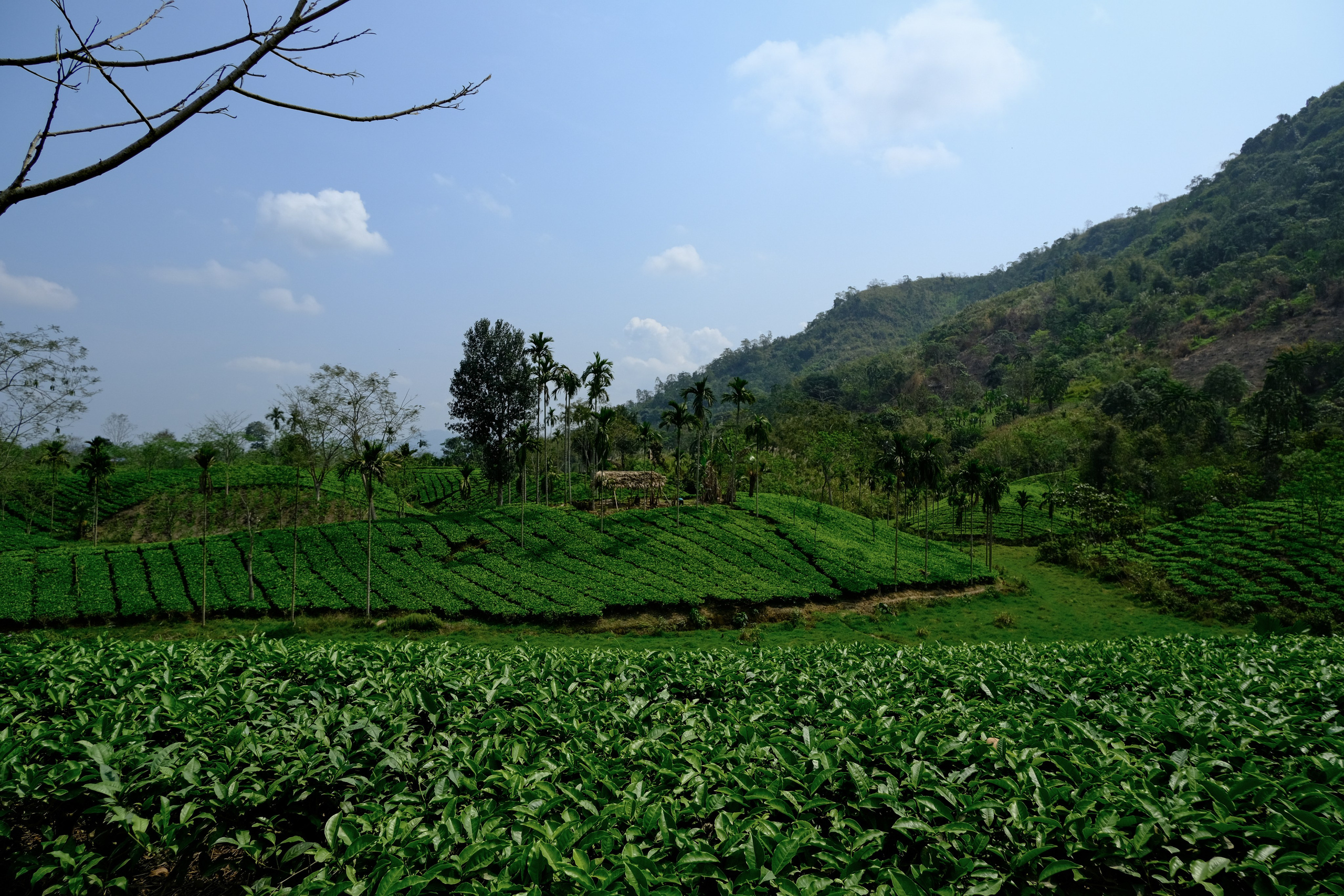 Ассам и Казиранга. Фотографии из путешествий