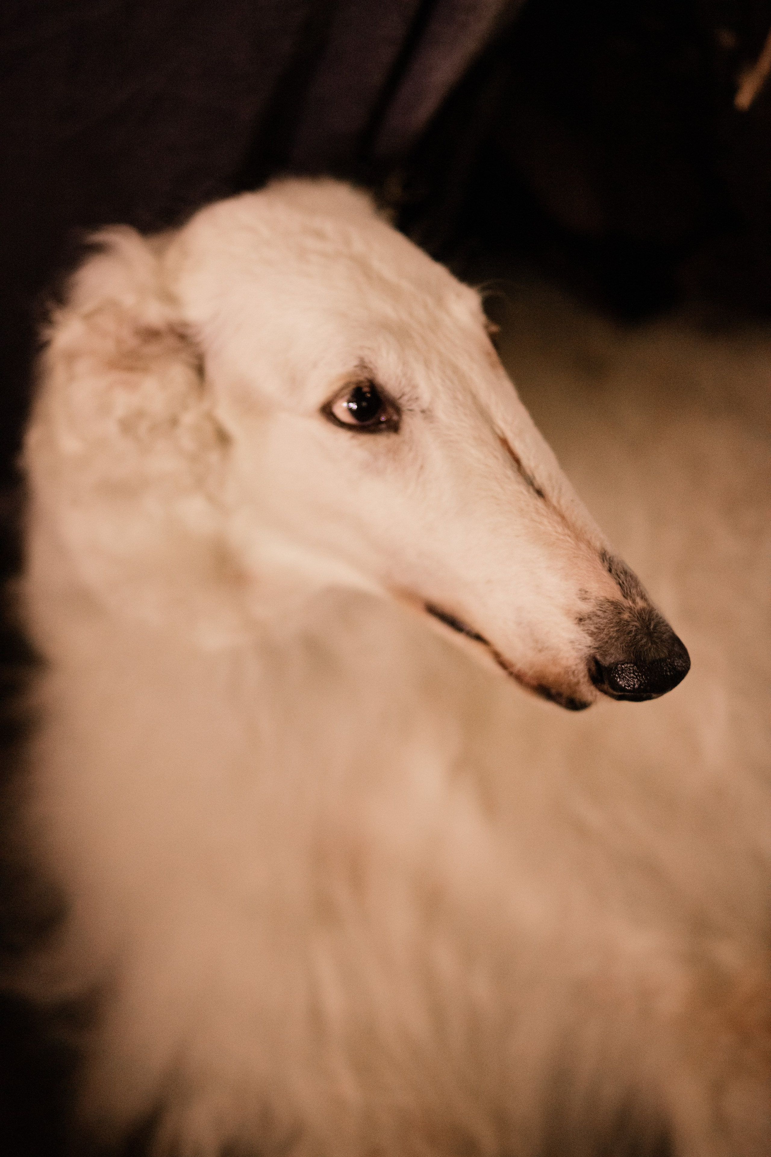 Гости. Фотограф в Москве Екатерина Абрамова