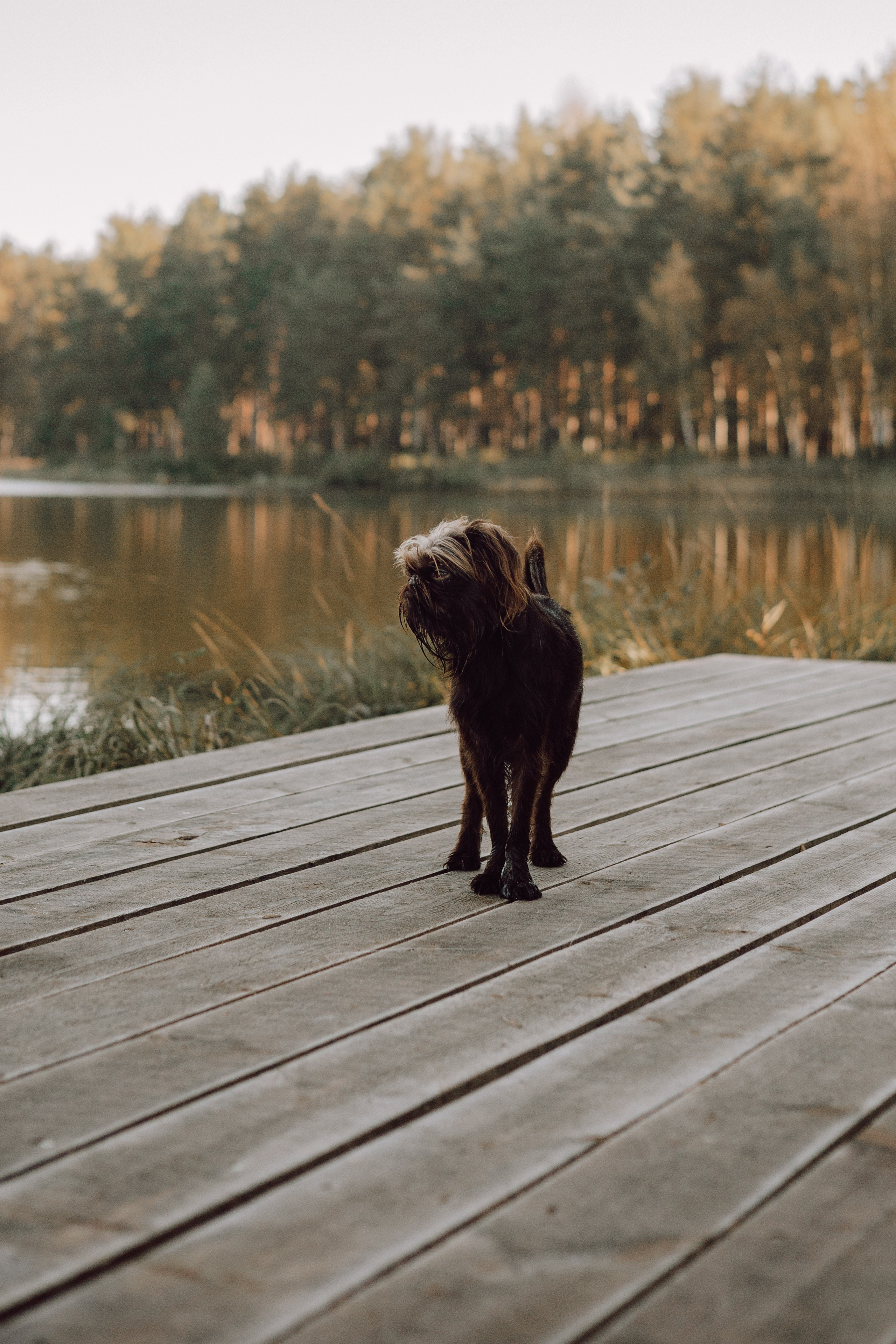 Катерина & Лунка. Фотограф — анималист •love-story•|Санкт-Петербург