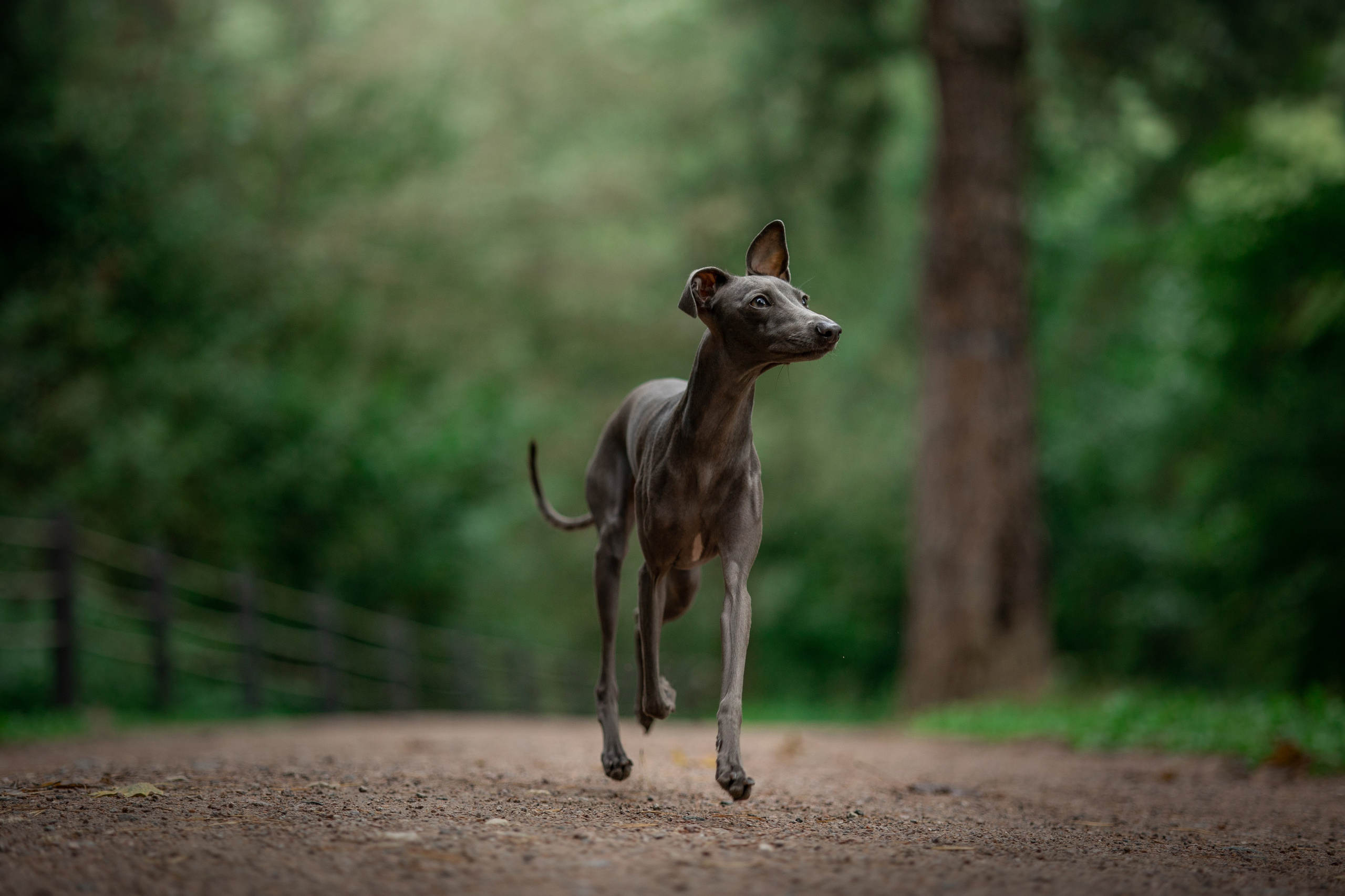 Лучик и ее семья. Фотограф — Анималист | Санкт-Петербург