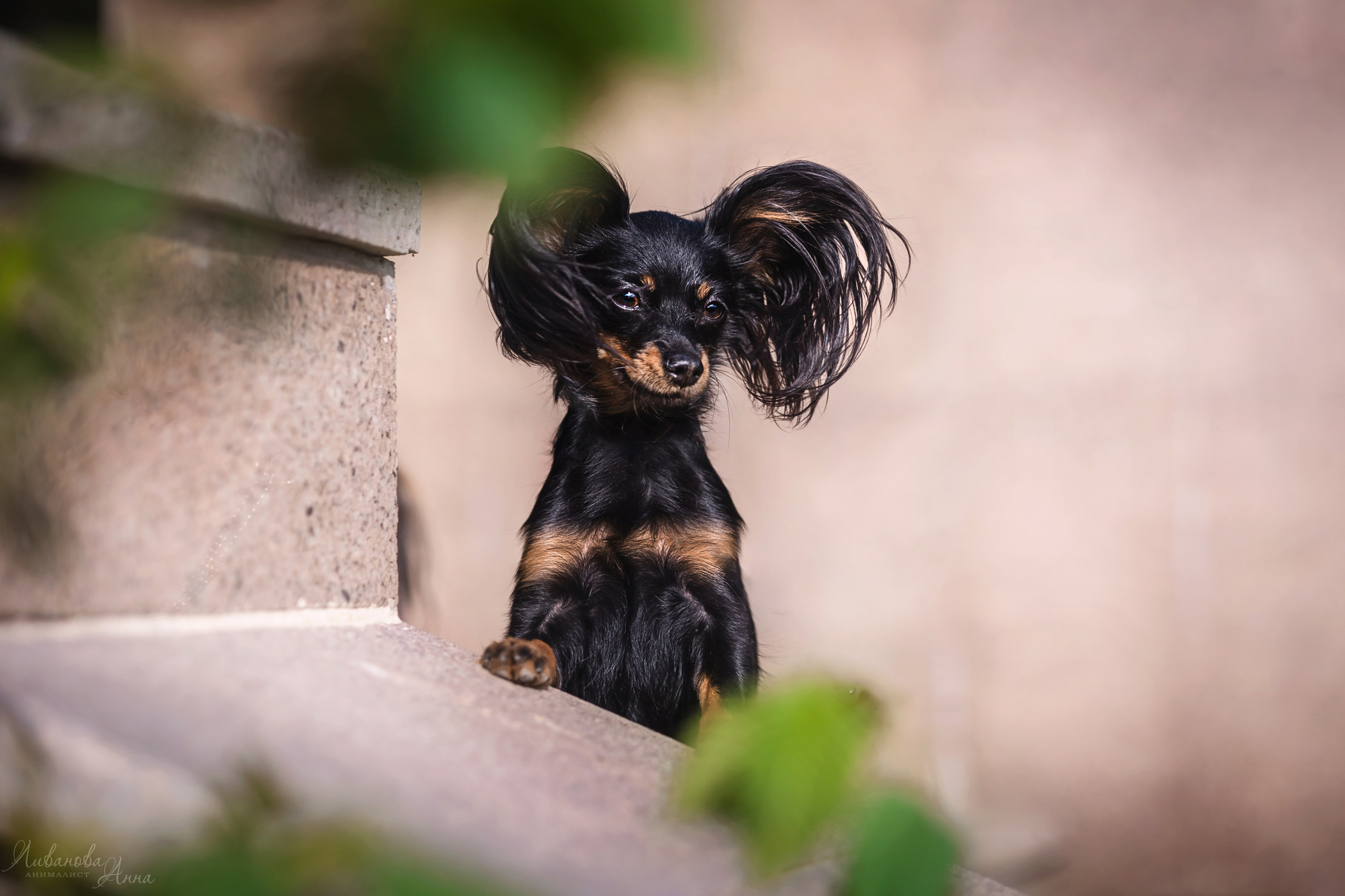 Лена и тойчики. Фотограф анималист Аня Ливанова | Рыбинск