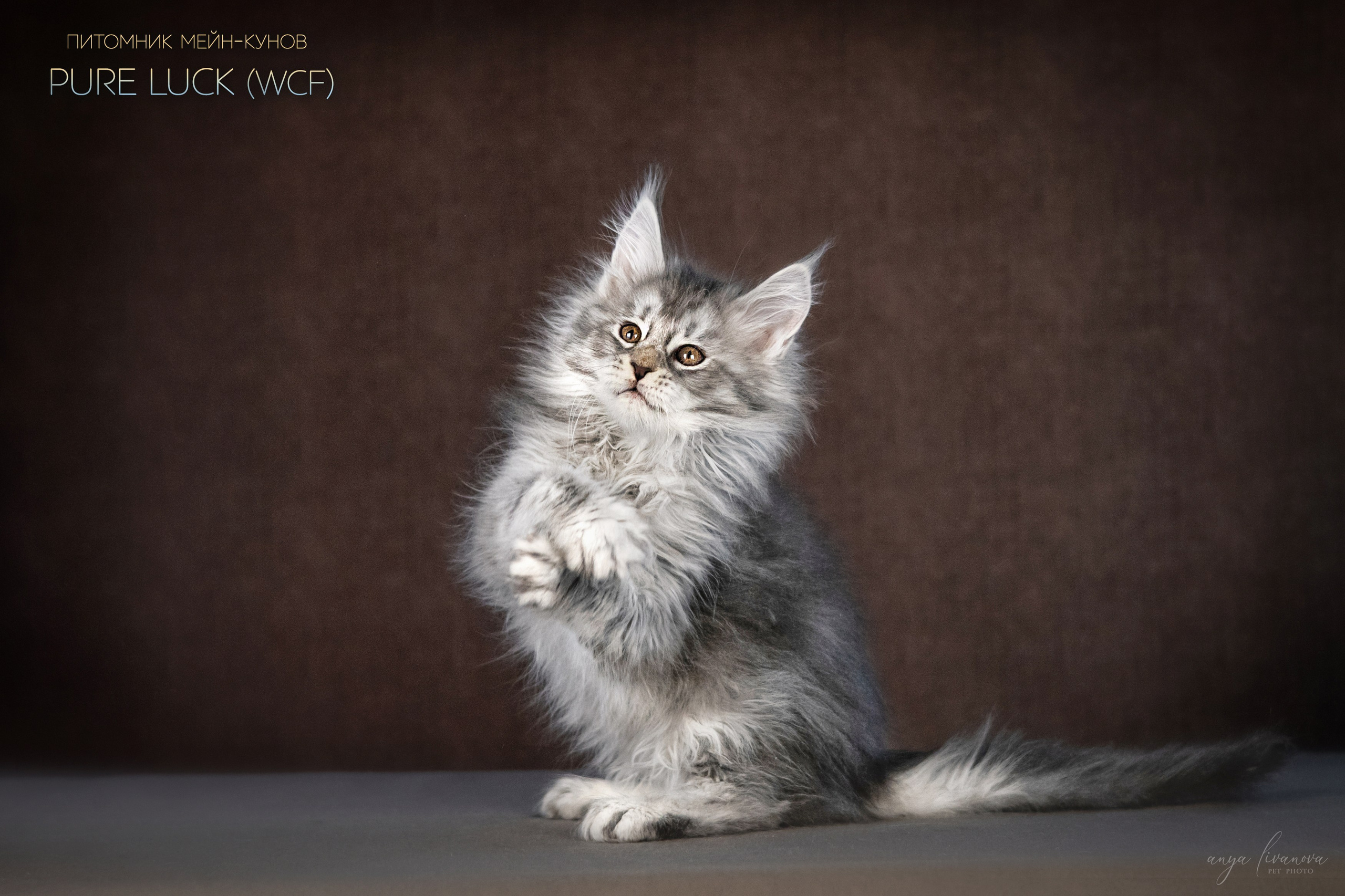 Мейнкуны. Фотограф анималист Аня Ливанова | Рыбинск