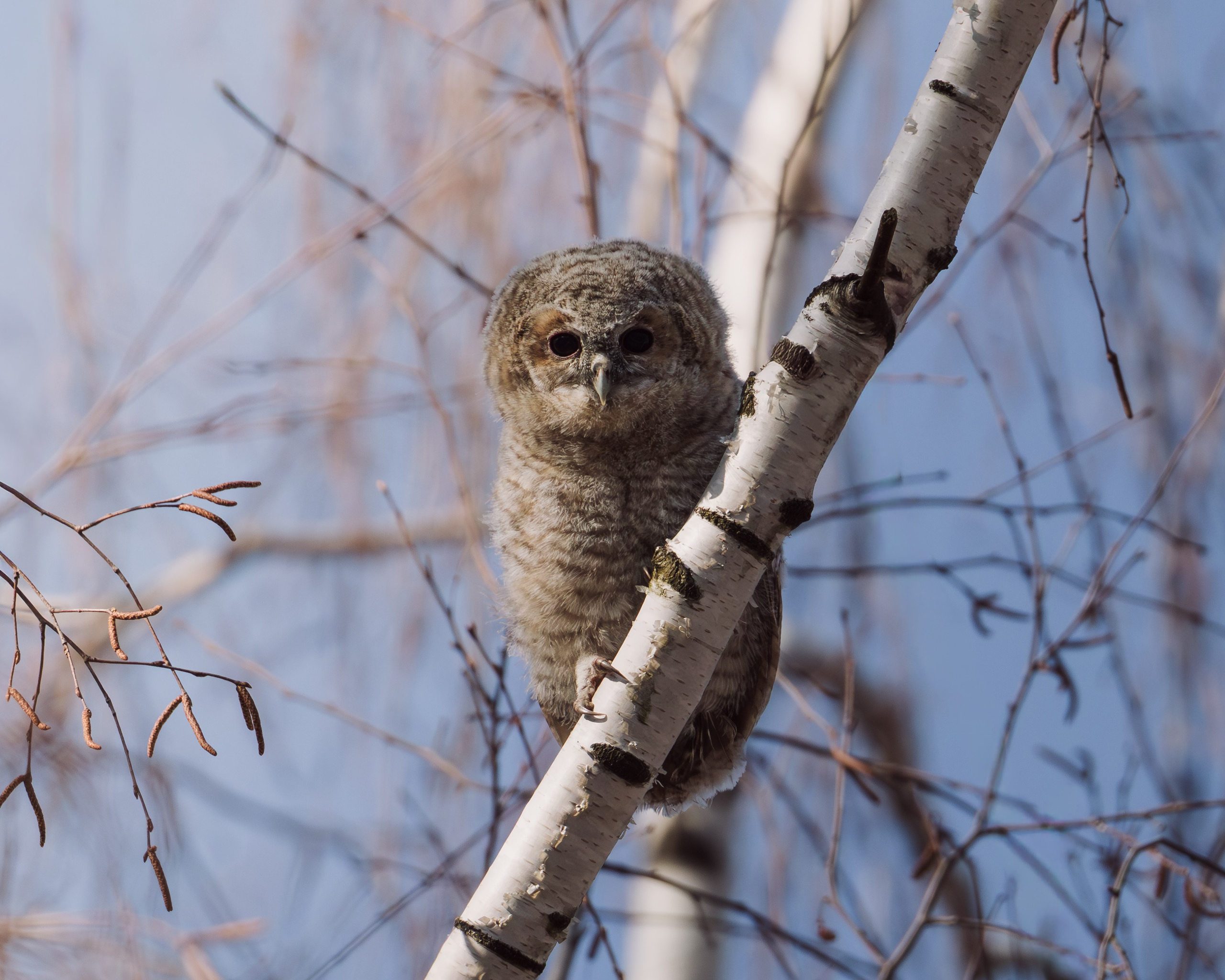 Voronezh 2026. Anton Chernov | Wildlife photographer