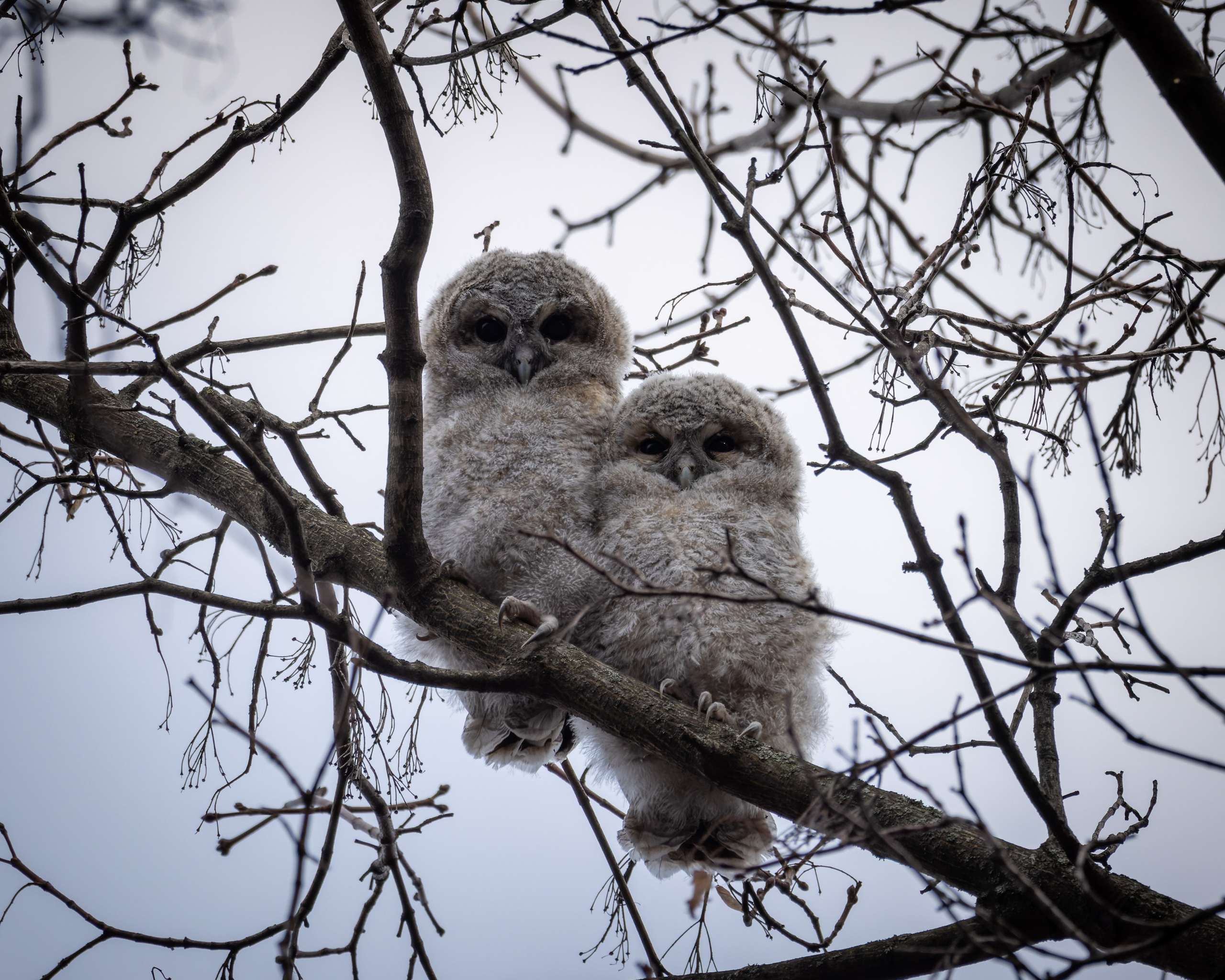 Voronezh 2025. Anton Chernov | Wildlife photographer