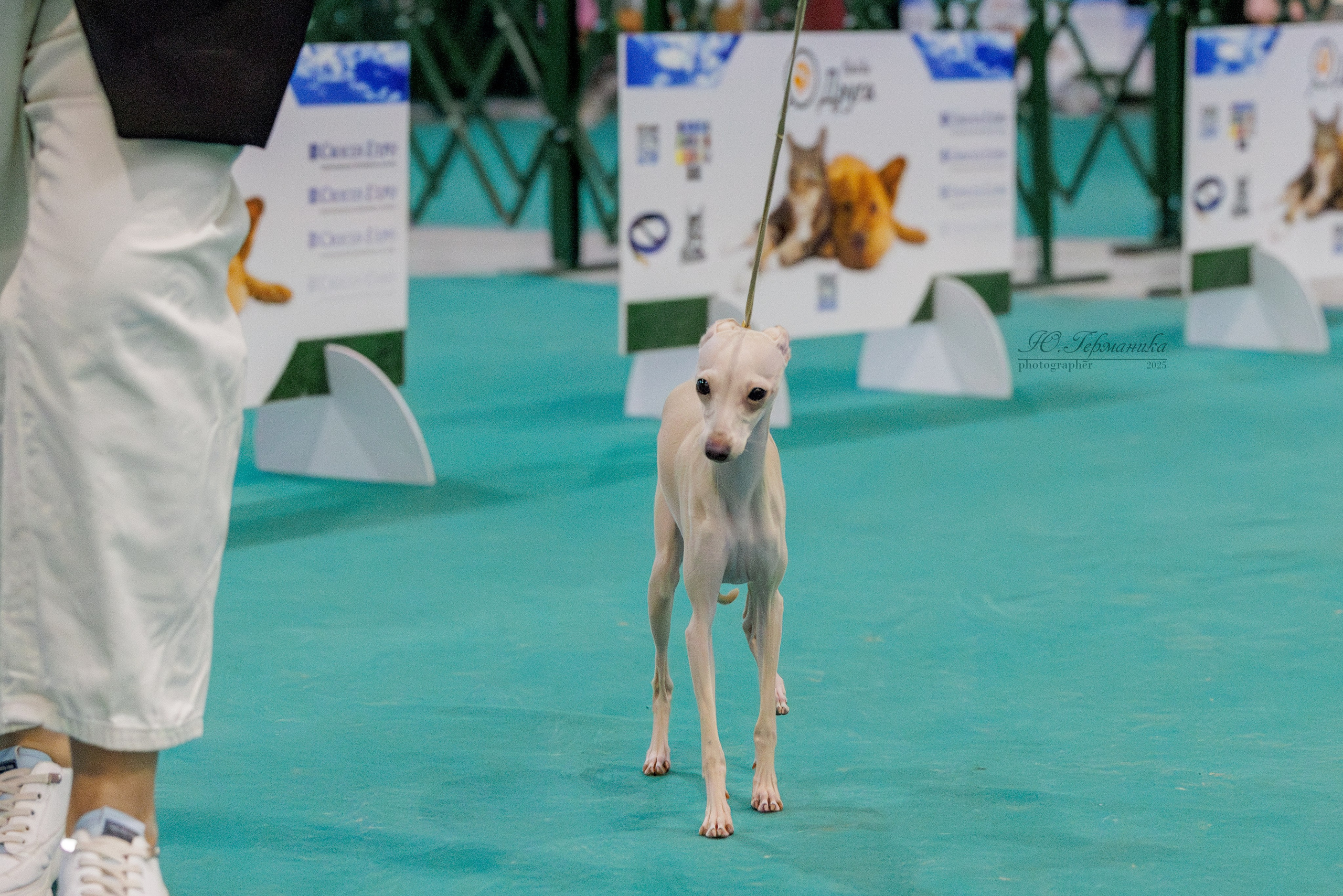 Питер ротвейлеры 18.01,Крокус 19.01.2025. Фотограф-анималист Юлия Германика