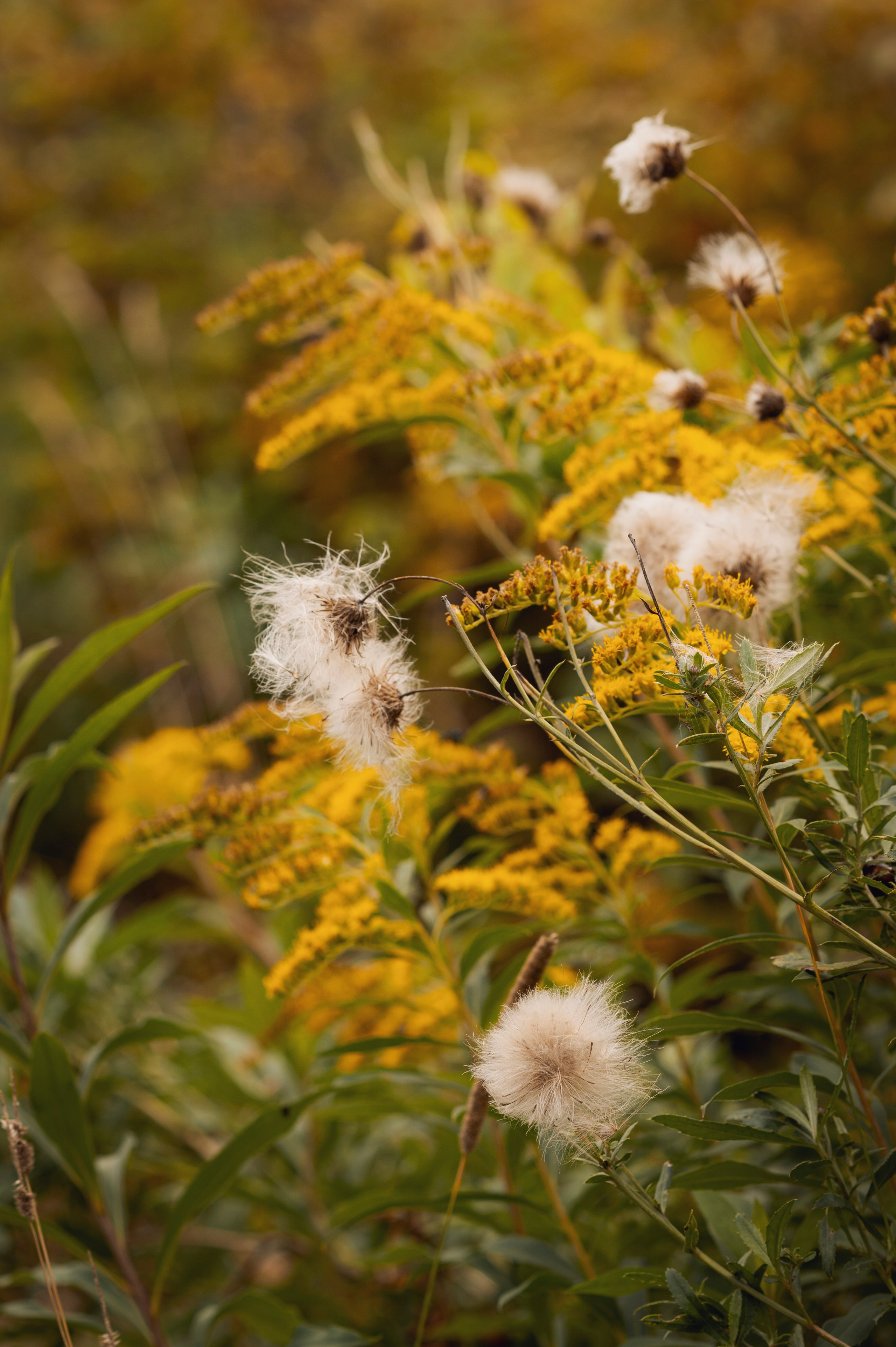 Осень во всей красе. Анна Боровикова, фотограф Пушкино