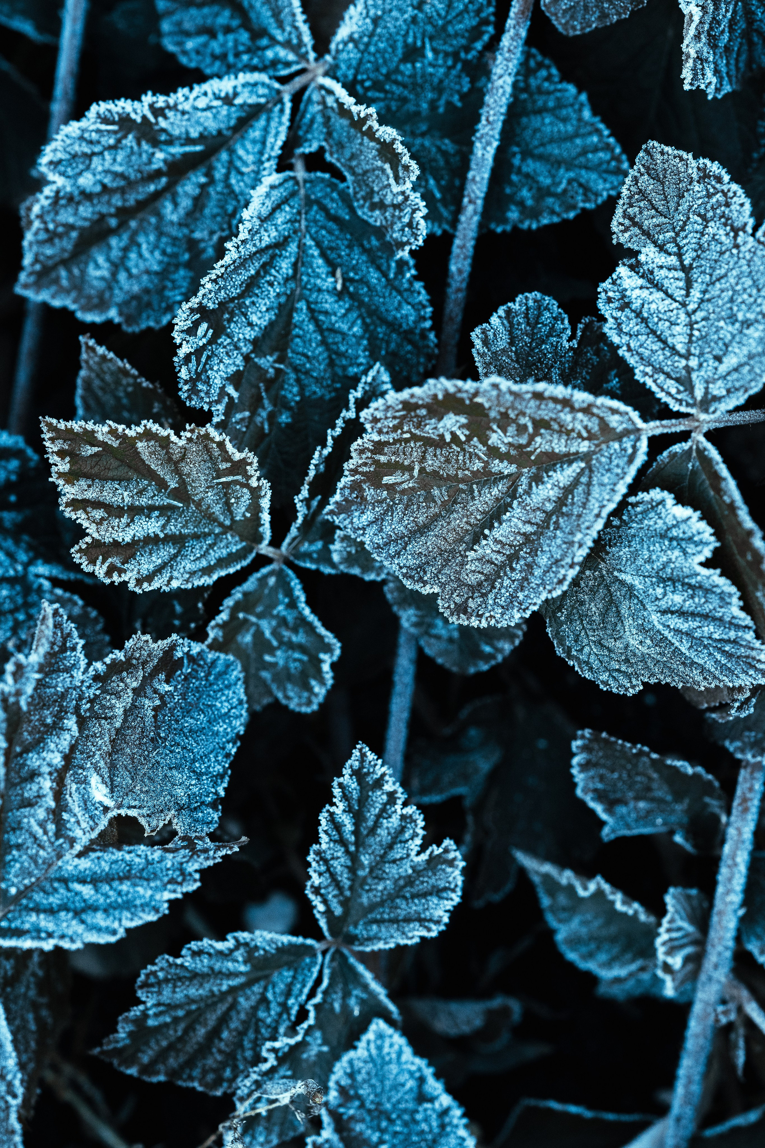 Frozen Nature. Oleg Kozachok — Photographer with Protanopia | Portraits, Texture & Light