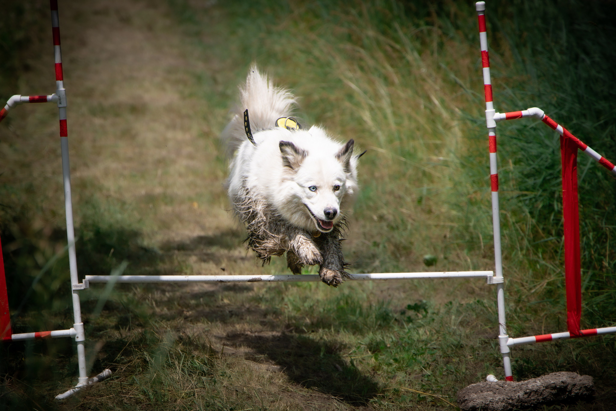 Собаки. Антонина Савельева Фотограф Ставрополь