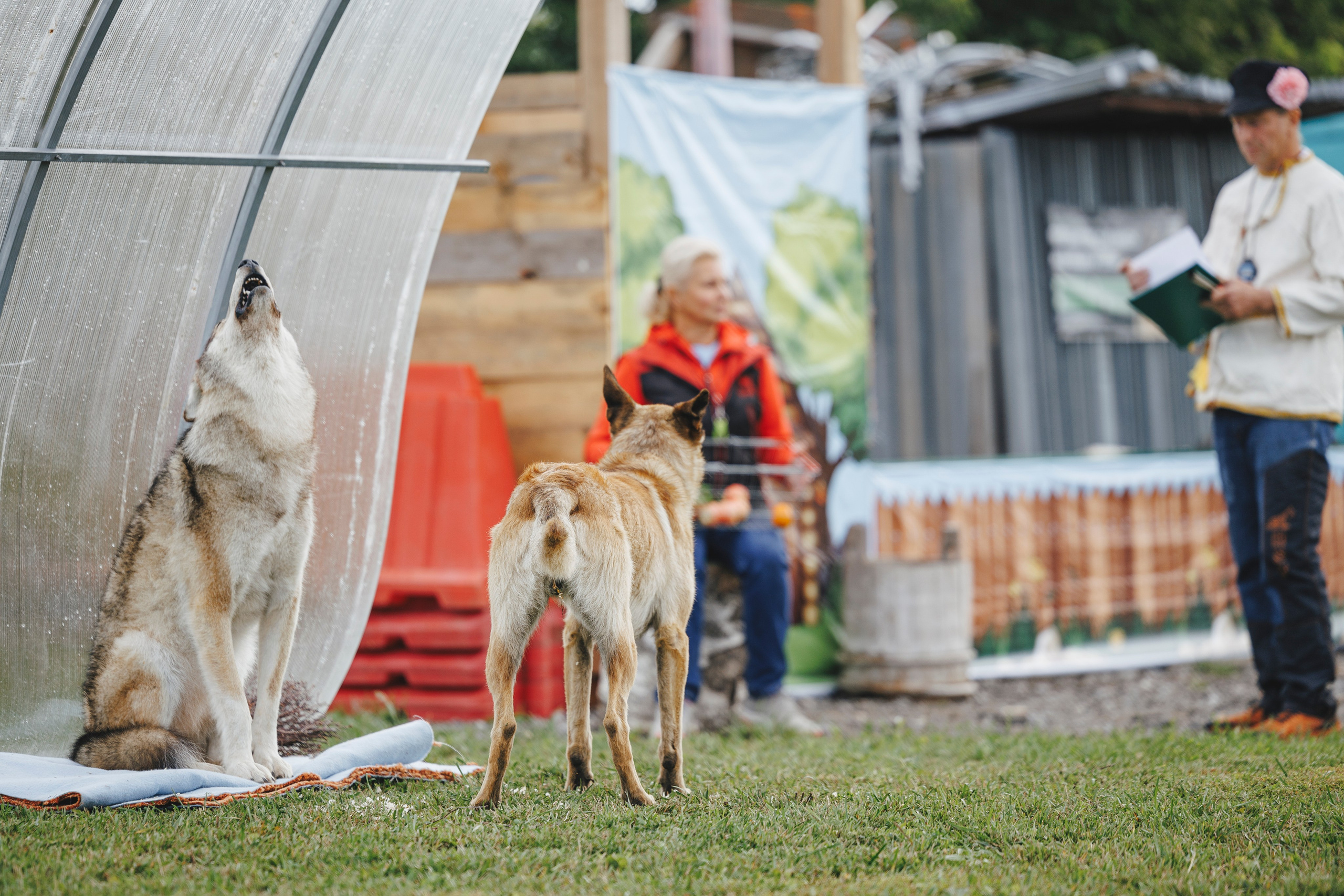 08.08.25-10.08.25 ЧР по мондьорингу г. Вологда. Фотограф-анималист Анна Маринич