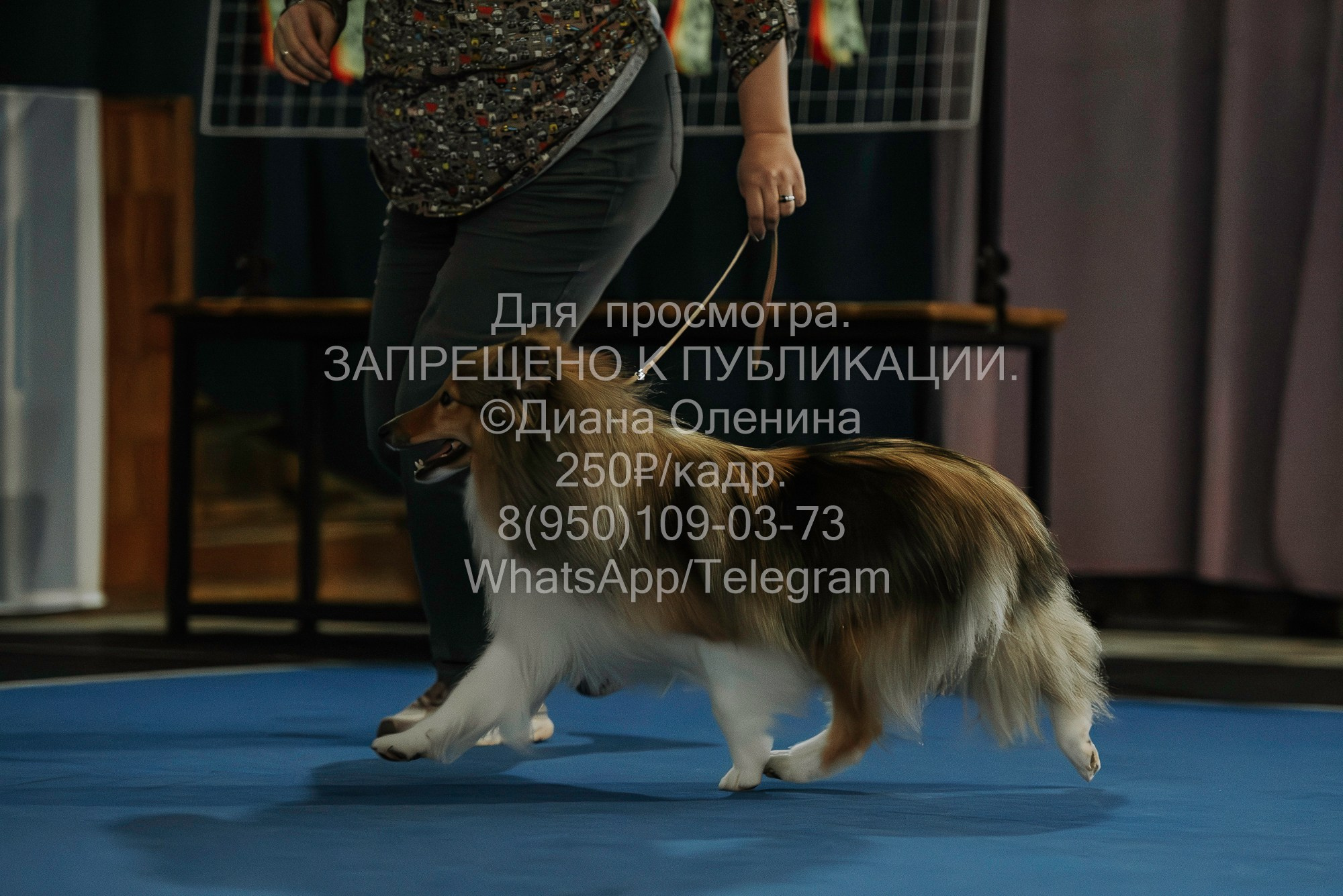 Выставка собак Красноярск 29.10.2023. Фотограф Диана Оленина Красноярск / Братск
