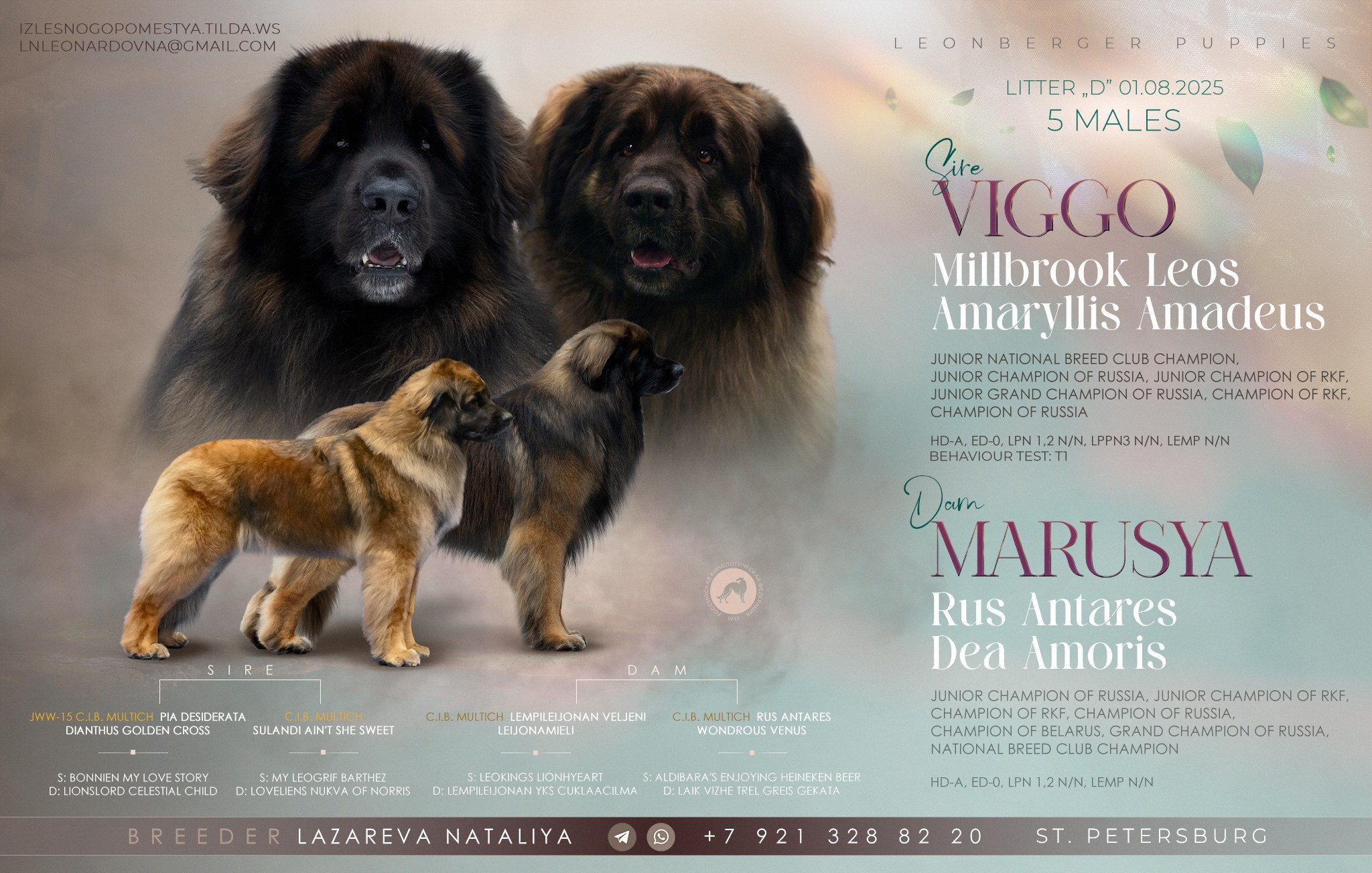 Презентация помета леонбергеров