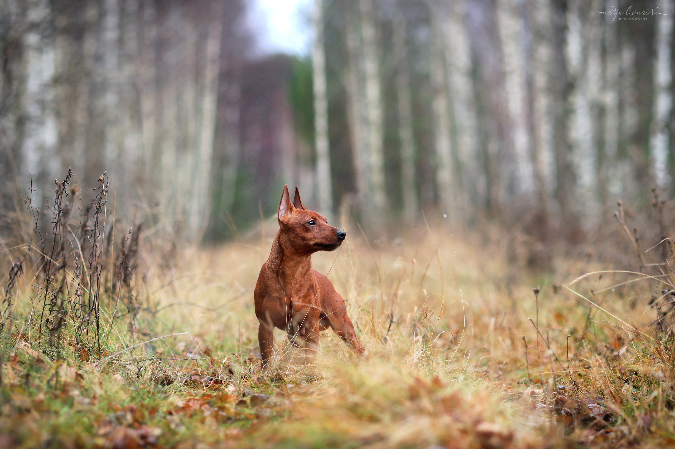Пашка. Фотограф анималист Аня Ливанова | Рыбинск