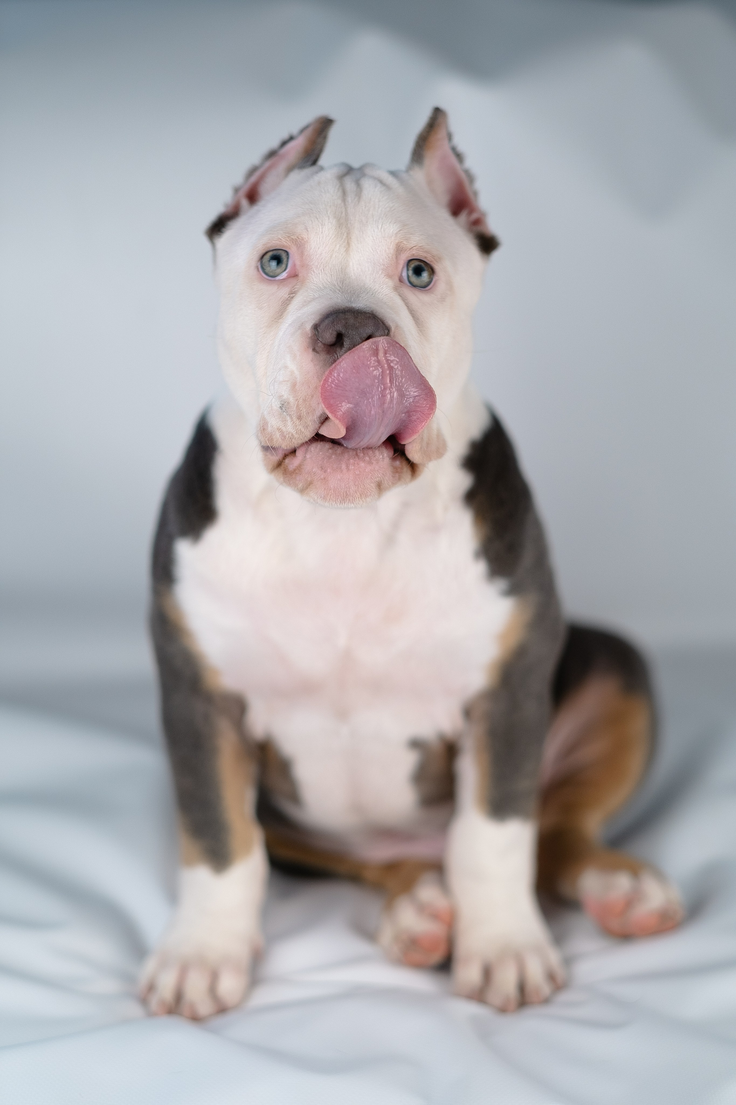 Зевс. Фотограф и видеограф анималист Аганина Дарья