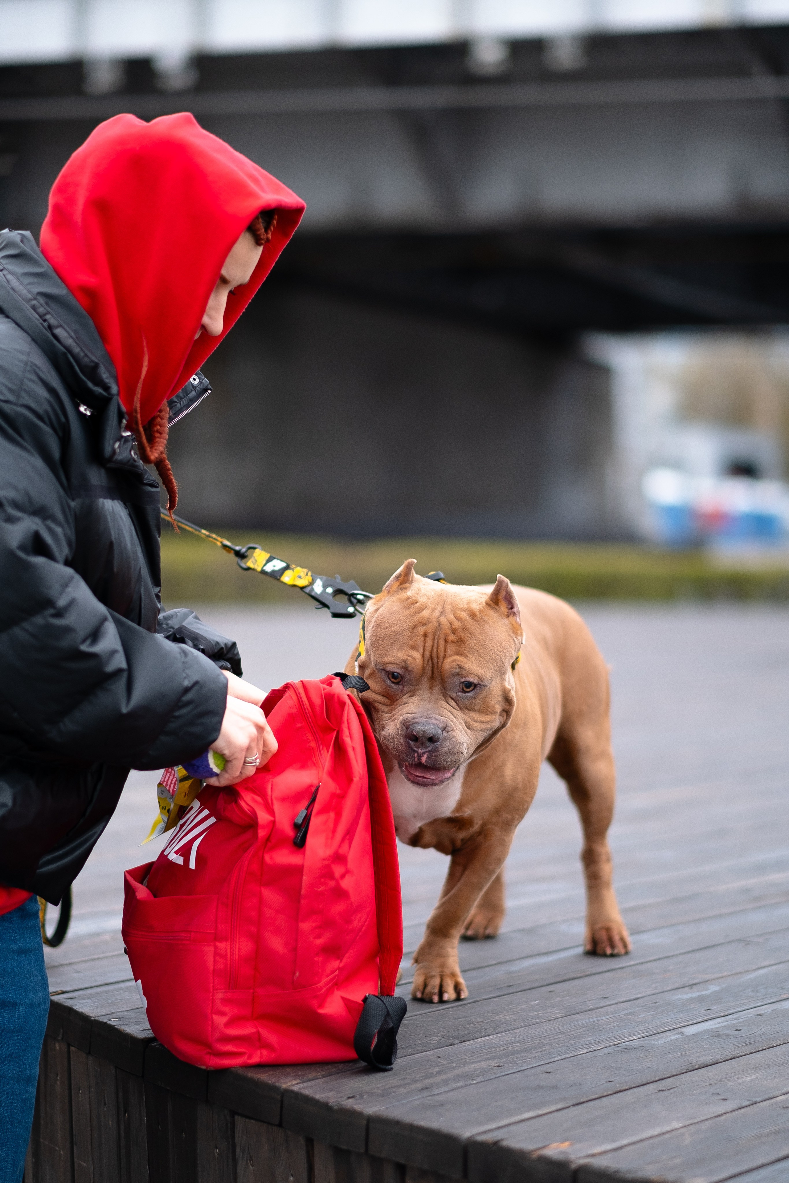 Спай и его семья. Фотограф и видеограф анималист Аганина Дарья