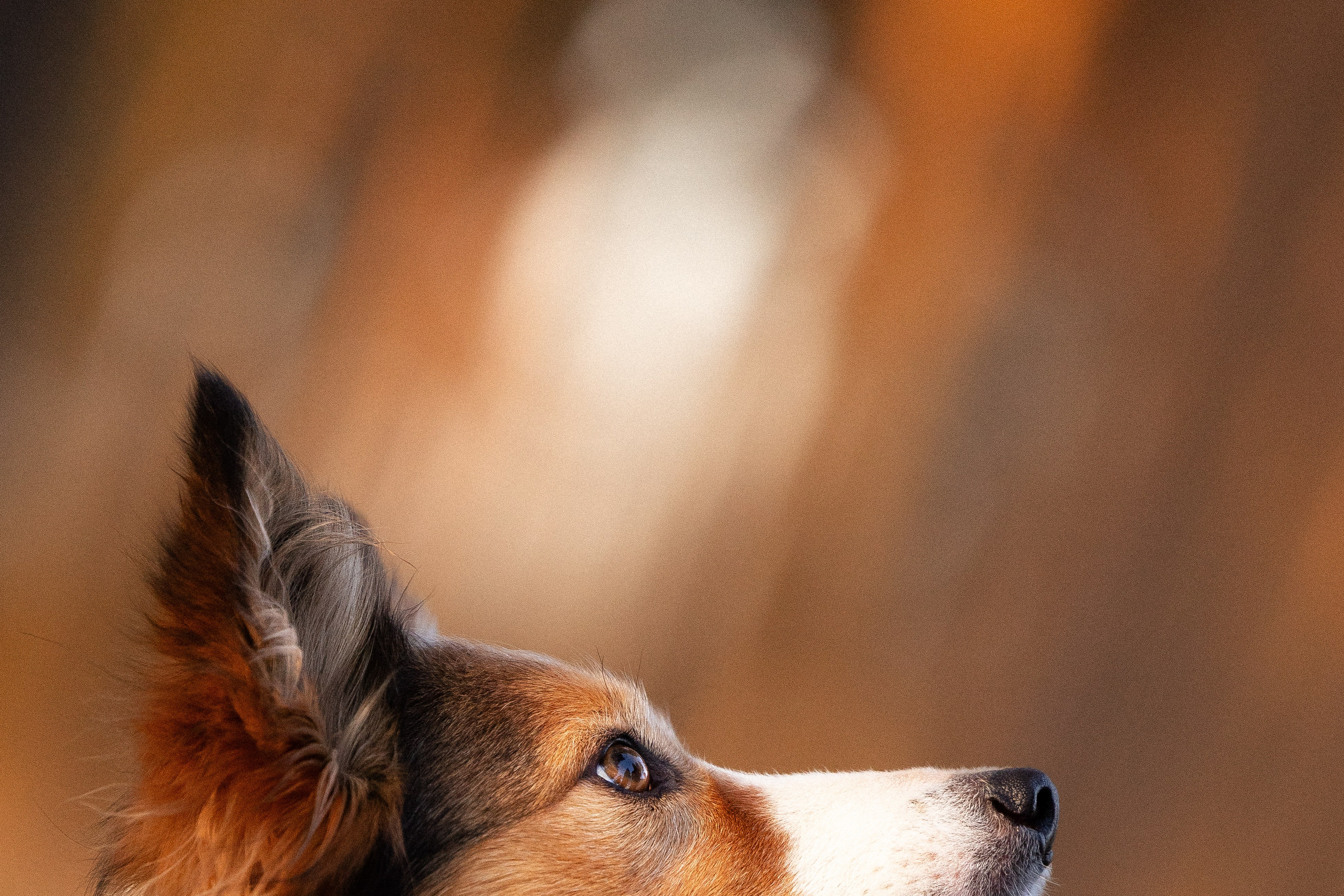 Разношерстная компания. Фотограф и видеограф анималист Аганина Дарья
