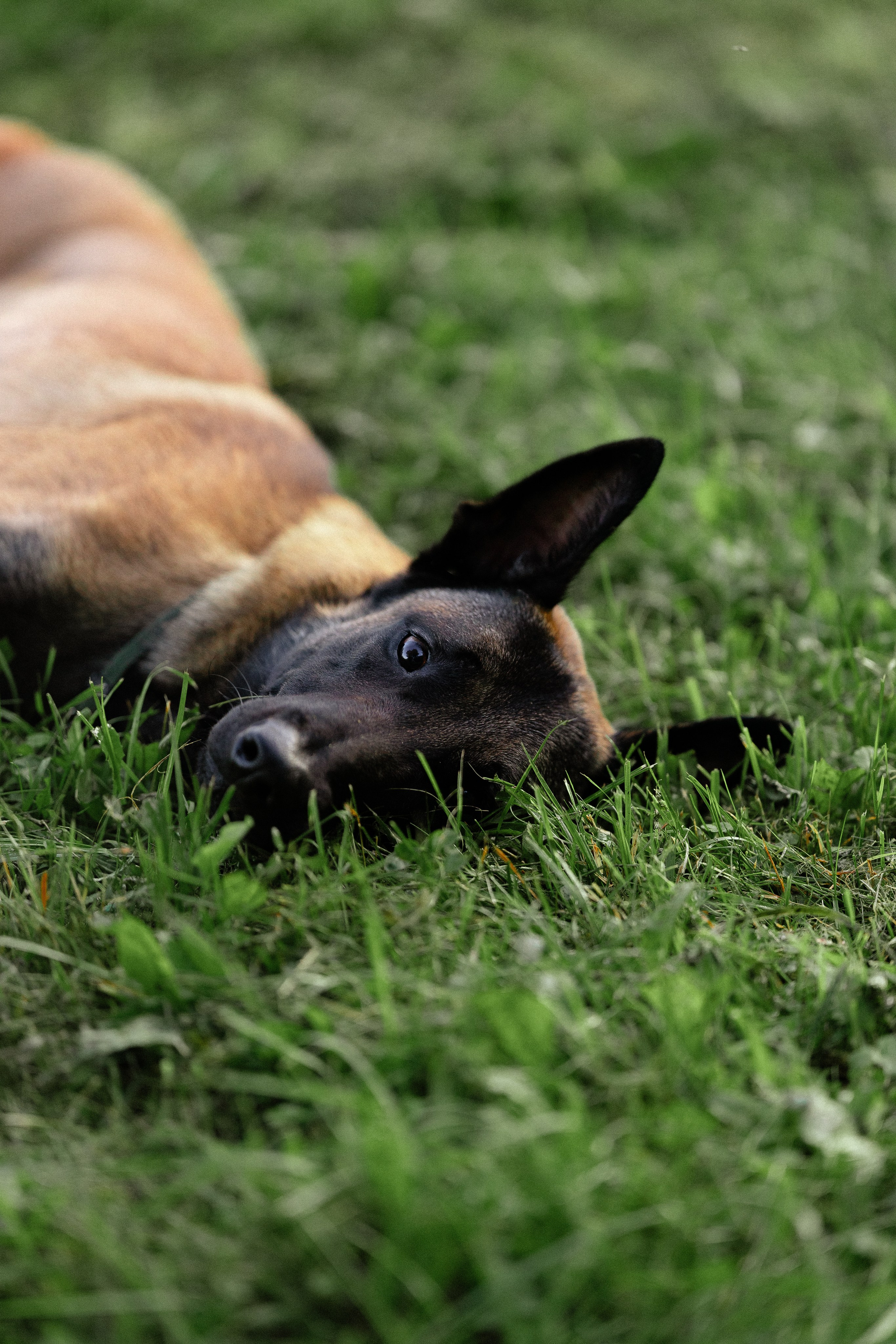 Галина и Кодекс. Фотограф и видеограф анималист Аганина Дарья