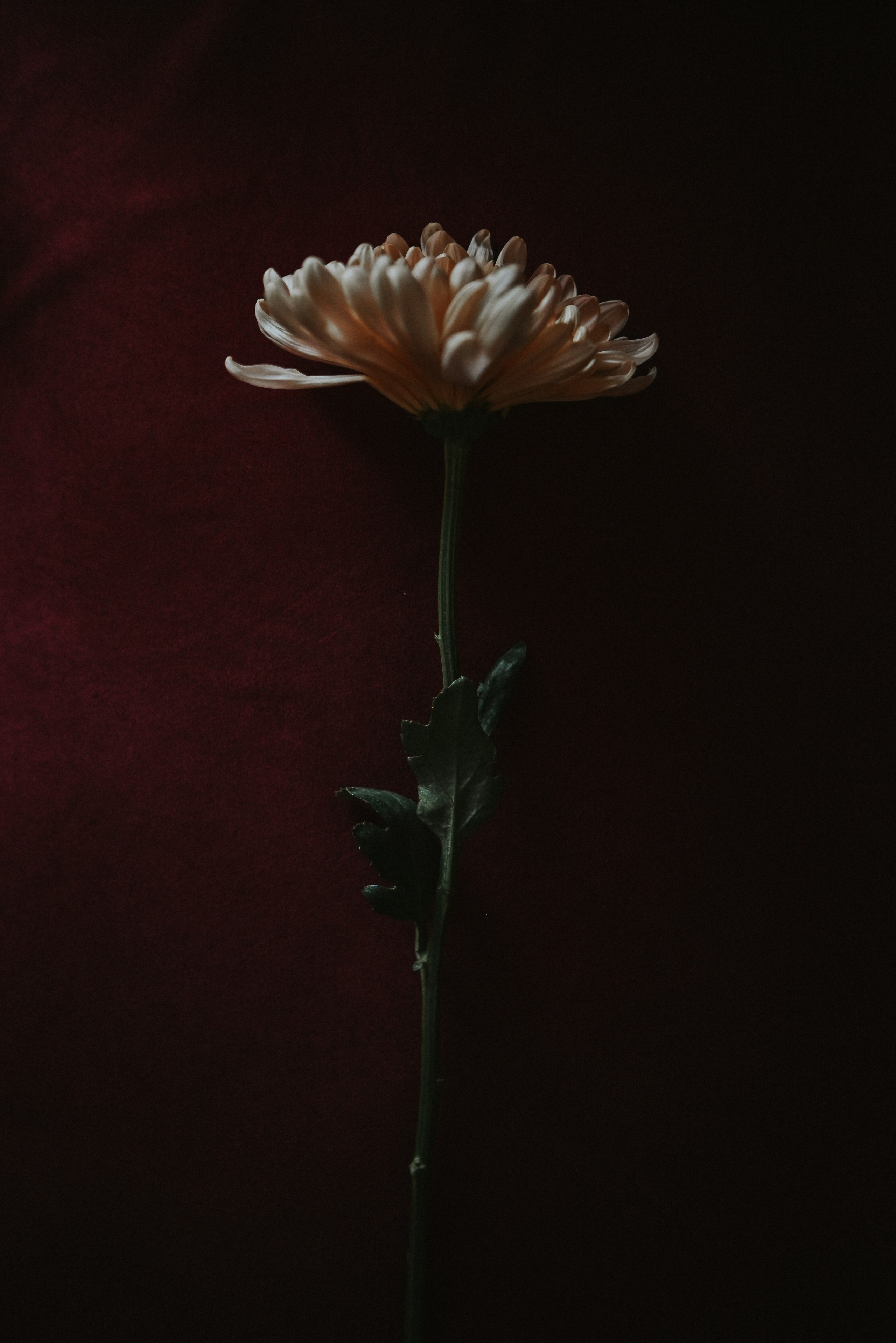 Слава+Кристина. Кожухова Виктория свадебный и семейный фотограф