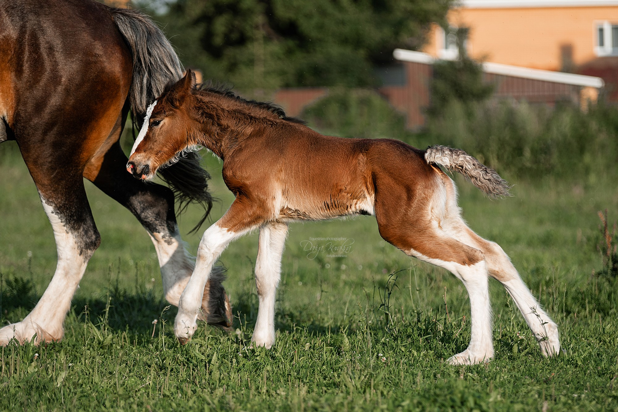 Рапунцель и Квини. Конный фотограф Куракина Дарья • Фотосессии с лошадьми