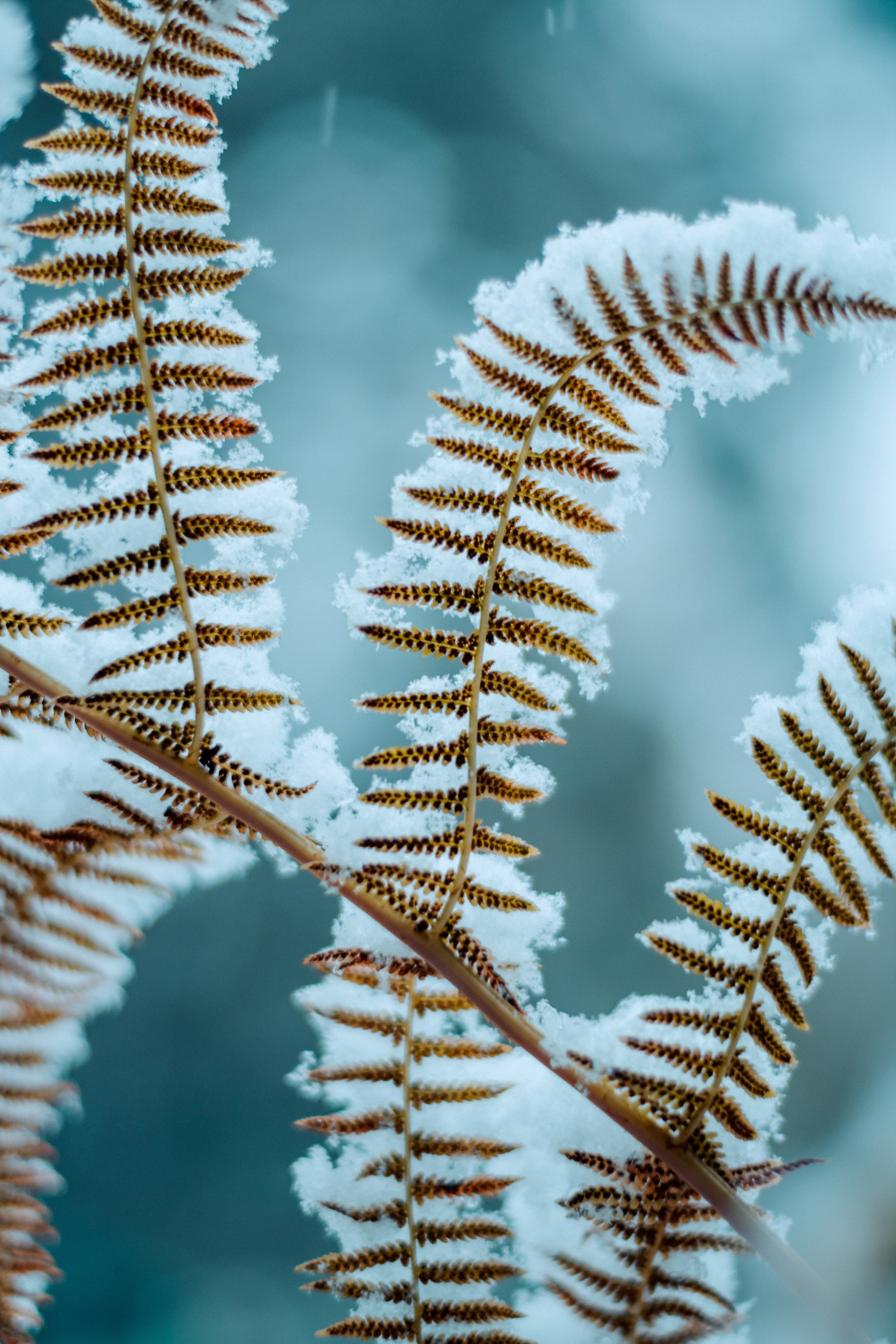 Flowers. Фотографирую искусство в Хабаровске