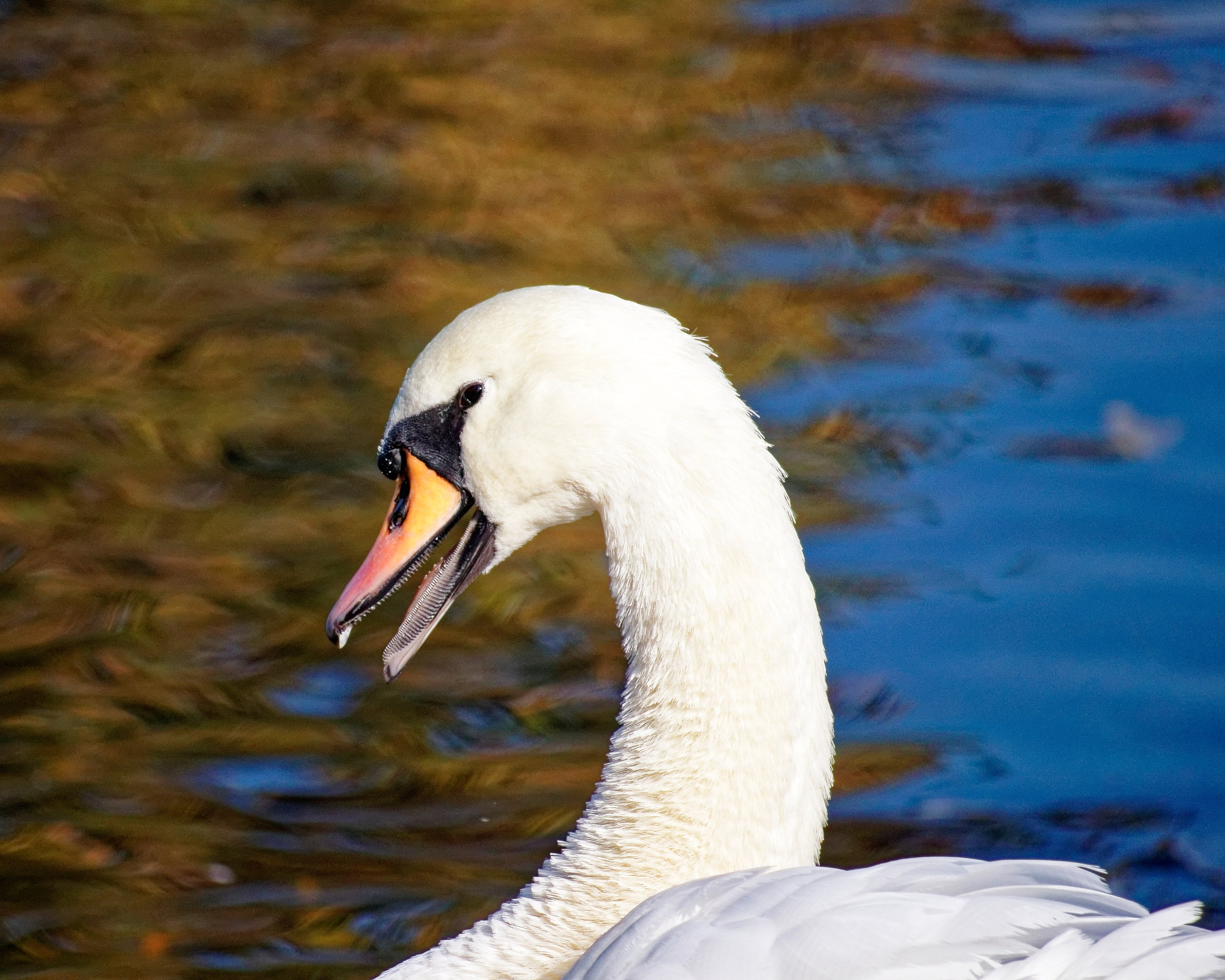 МОСКОВСКИЙ ЗООПАРК. Фотограф Владимир Роля
