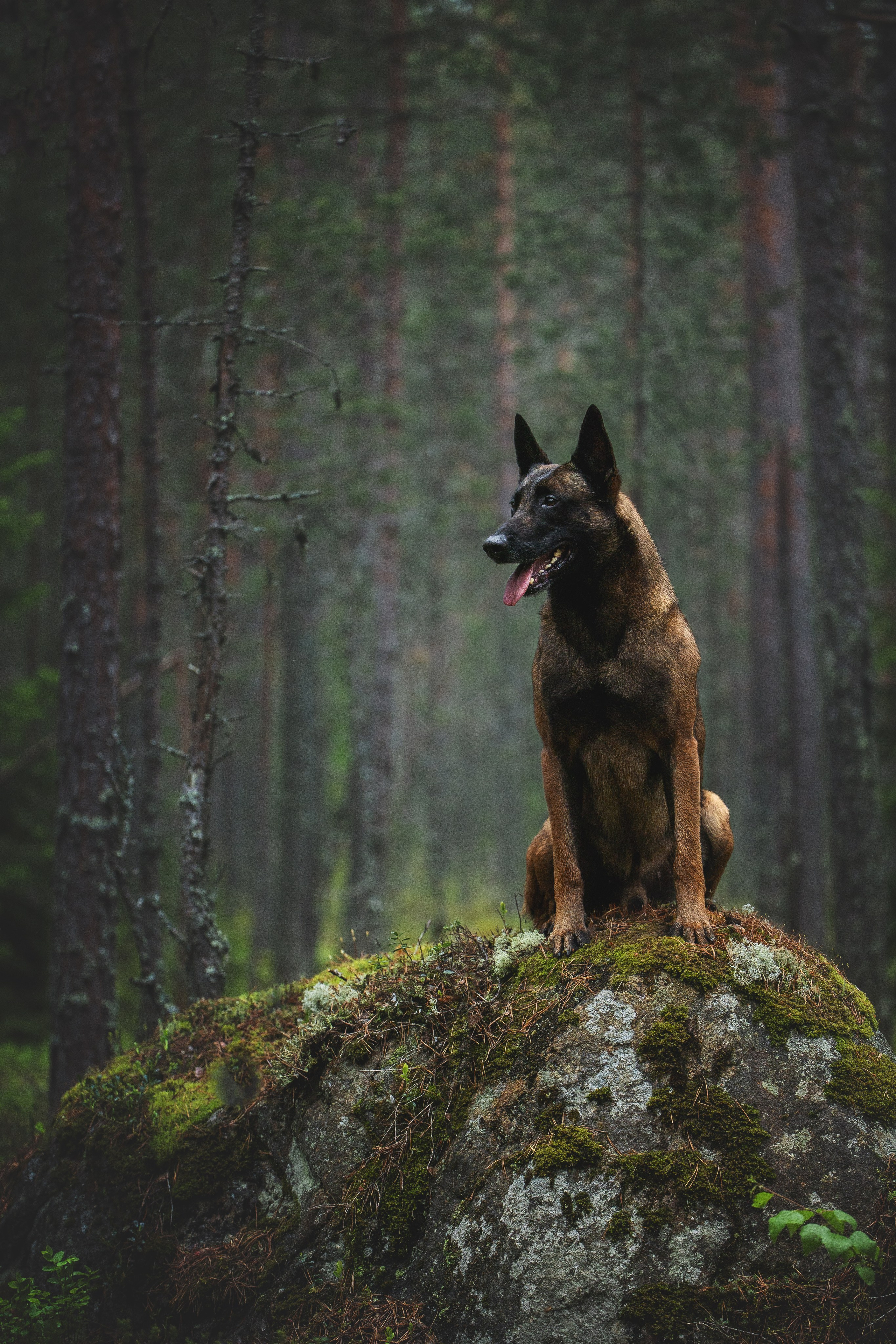 Фотопрогулки. Фотограф для людей и их питомцев Вика Шальнева