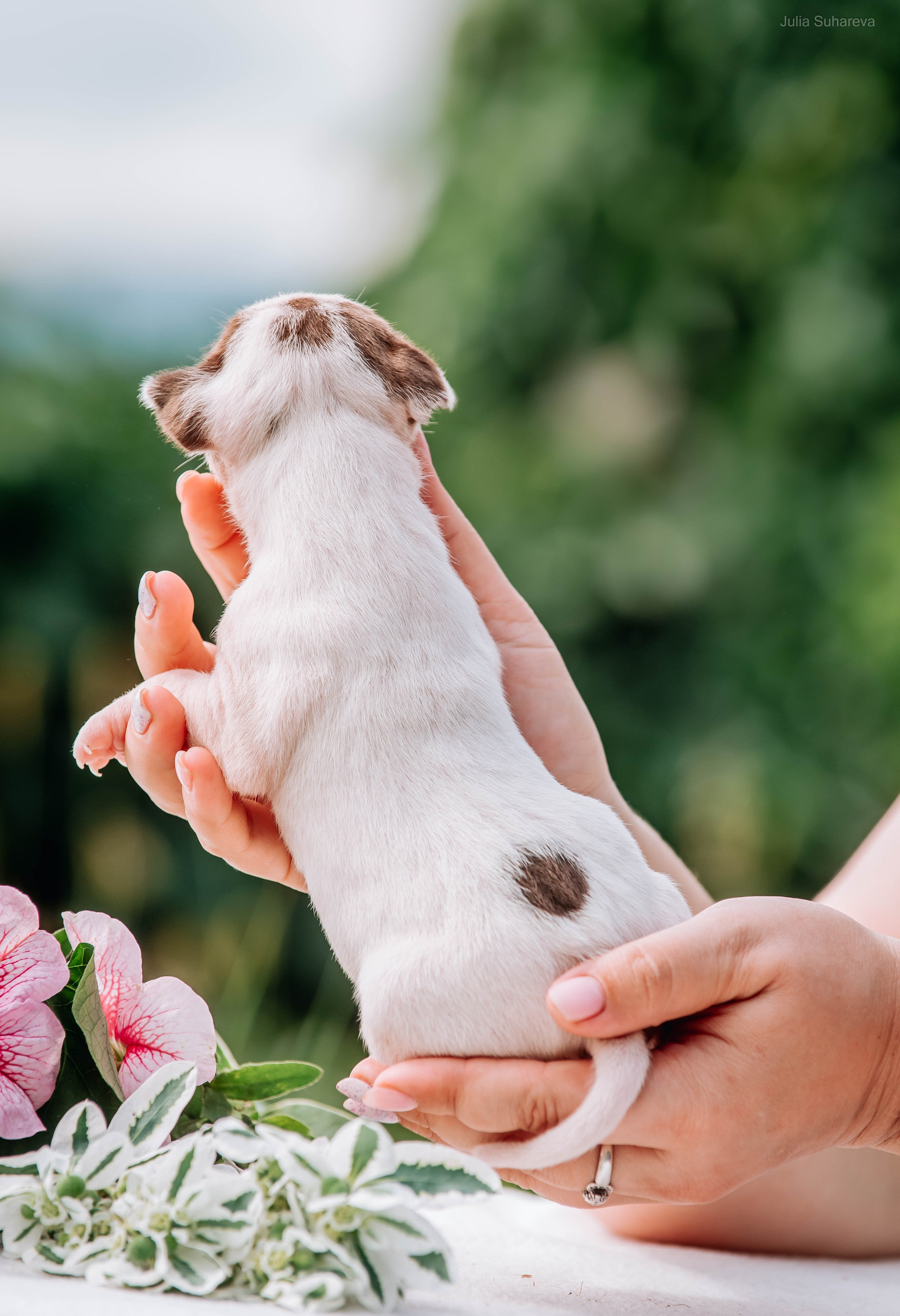 Щенки 2 недели. Главная