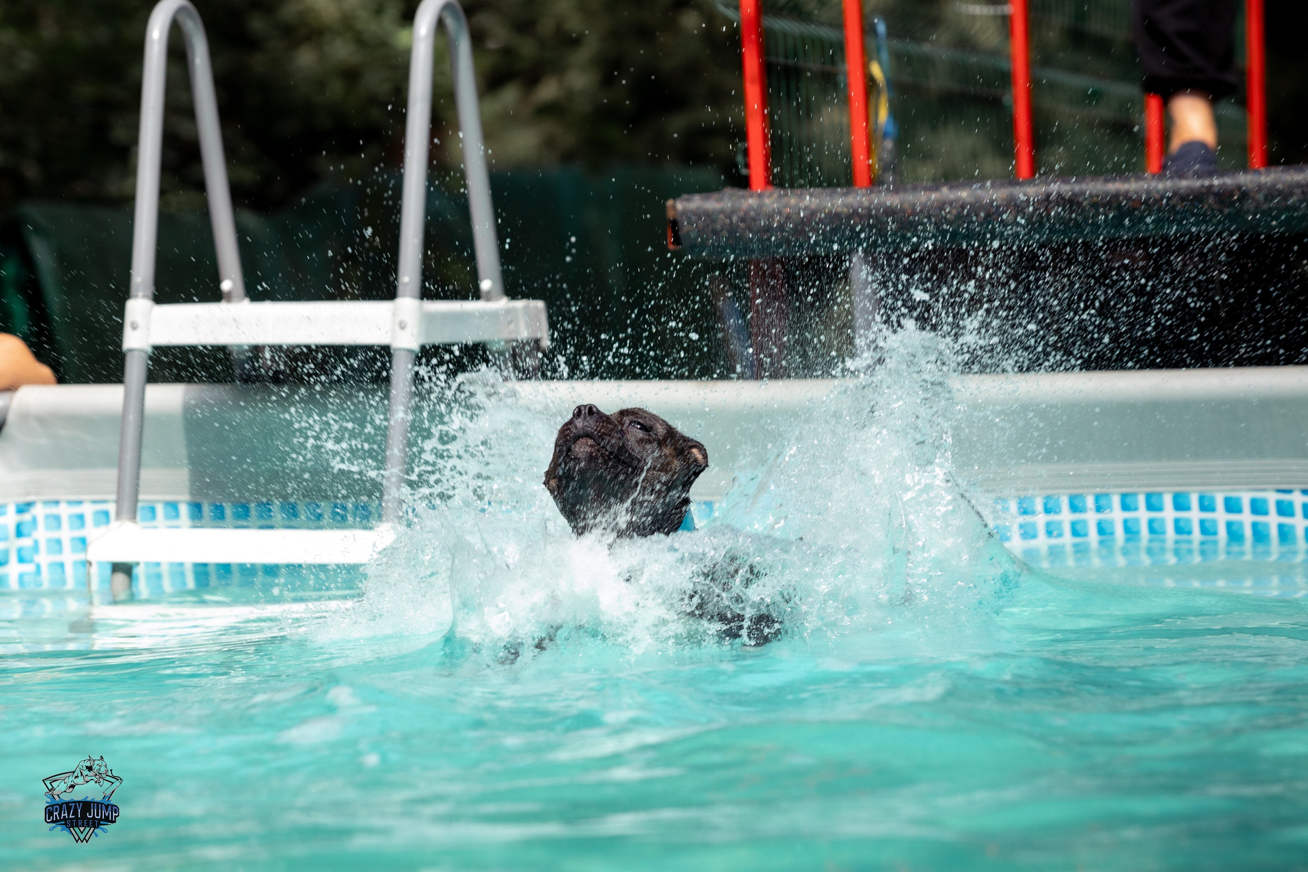 Собаки, спорт, Док дайвинг. Свадебный и репортажный фотограф в Москве и Московской области