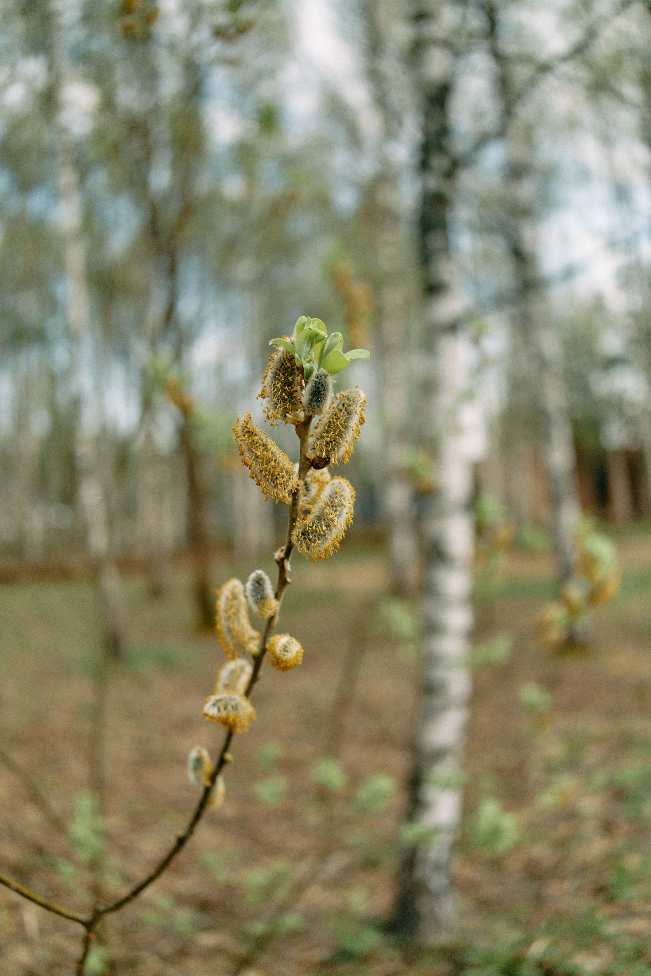 Бутик-отель Поле летом. Профессиональный Фотограф во Владимире, в Москве и в Суздале — Полина Романычева