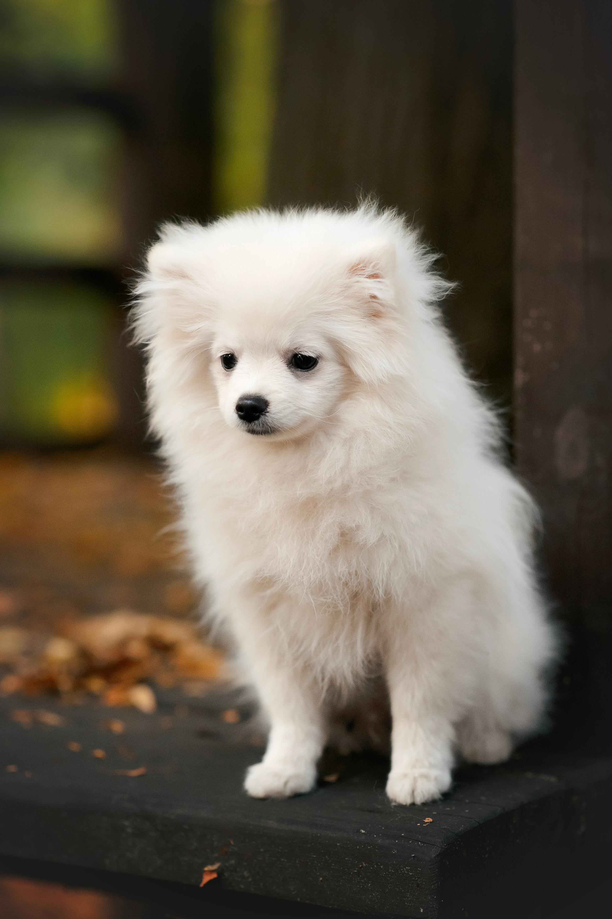 Малый немецкий шпиц — 18.09.2025. Фотограф — Анималист | Анна Абрамова