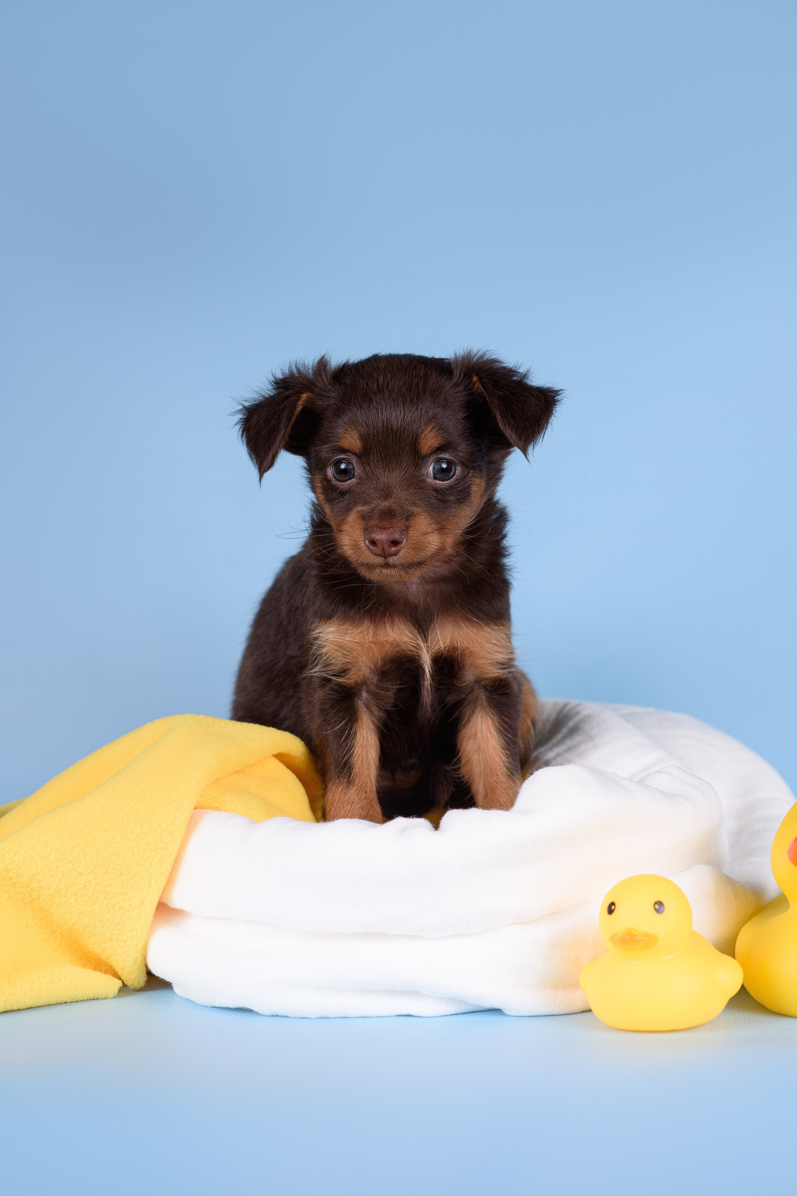 Щенки Пражских крысариков -13.04.2024. Фотограф — Анималист | Анна Абрамова