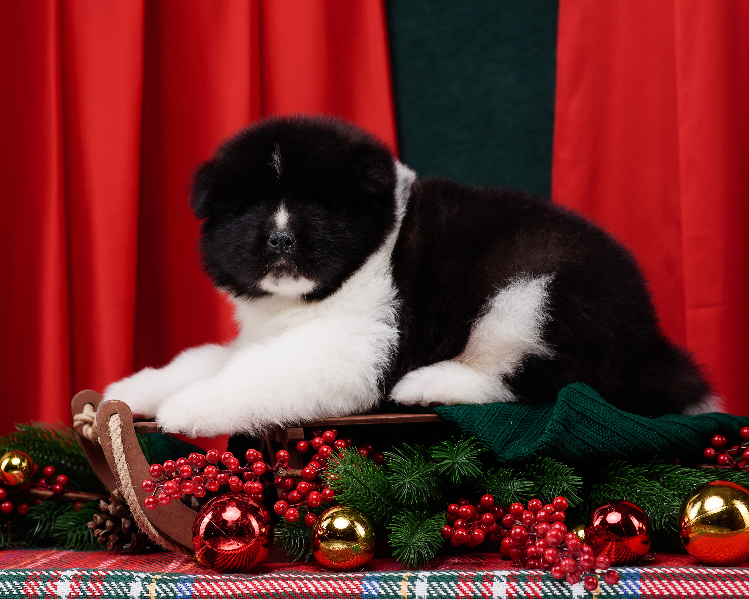 Щенки Американской Акиты. Фотограф — Анималист | Анна Абрамова