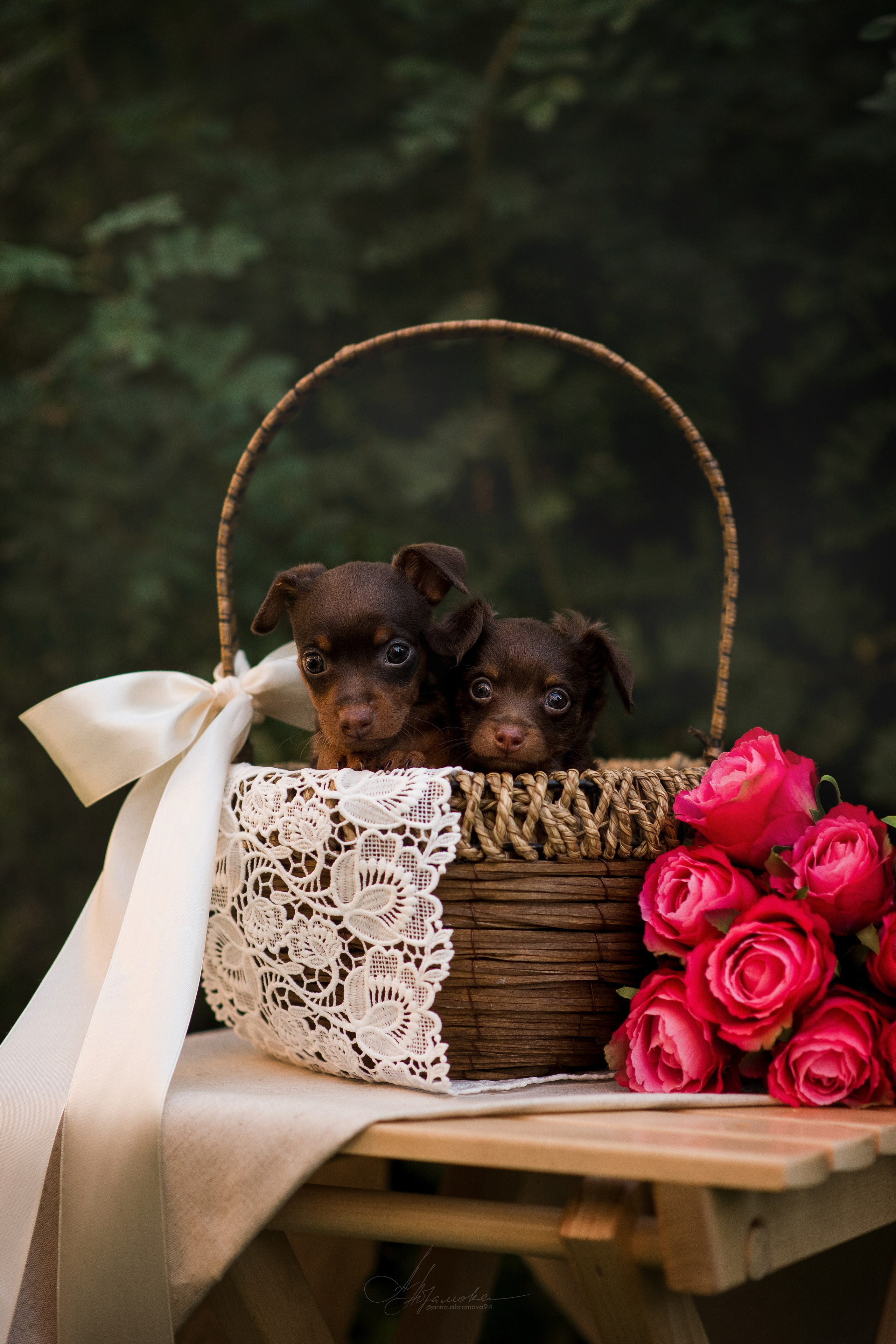 Щенки пражских крысариков — 06.08.2023. Фотограф — Анималист | Анна Абрамова
