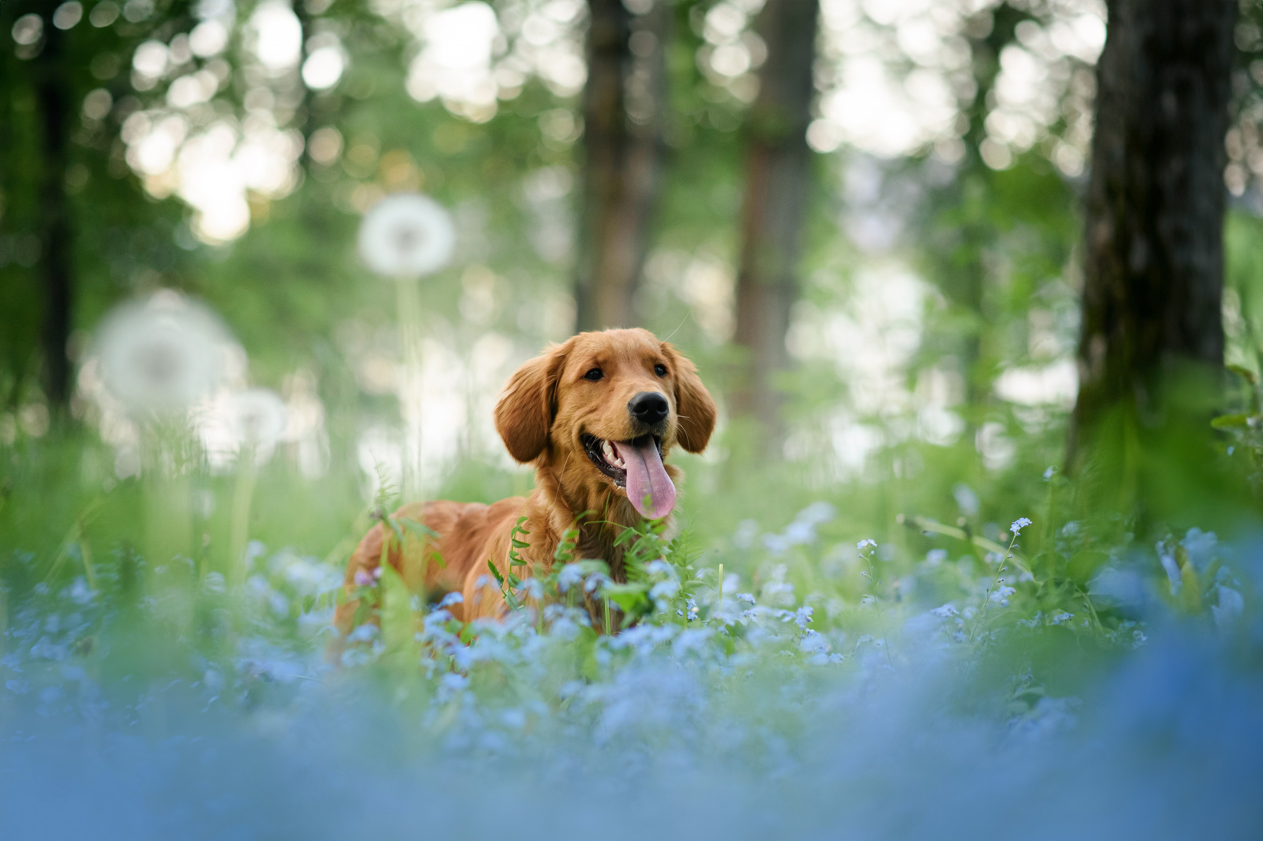 Степа, Йоки и Мята — 29.05.2024. Фотограф — Анималист | Анна Абрамова