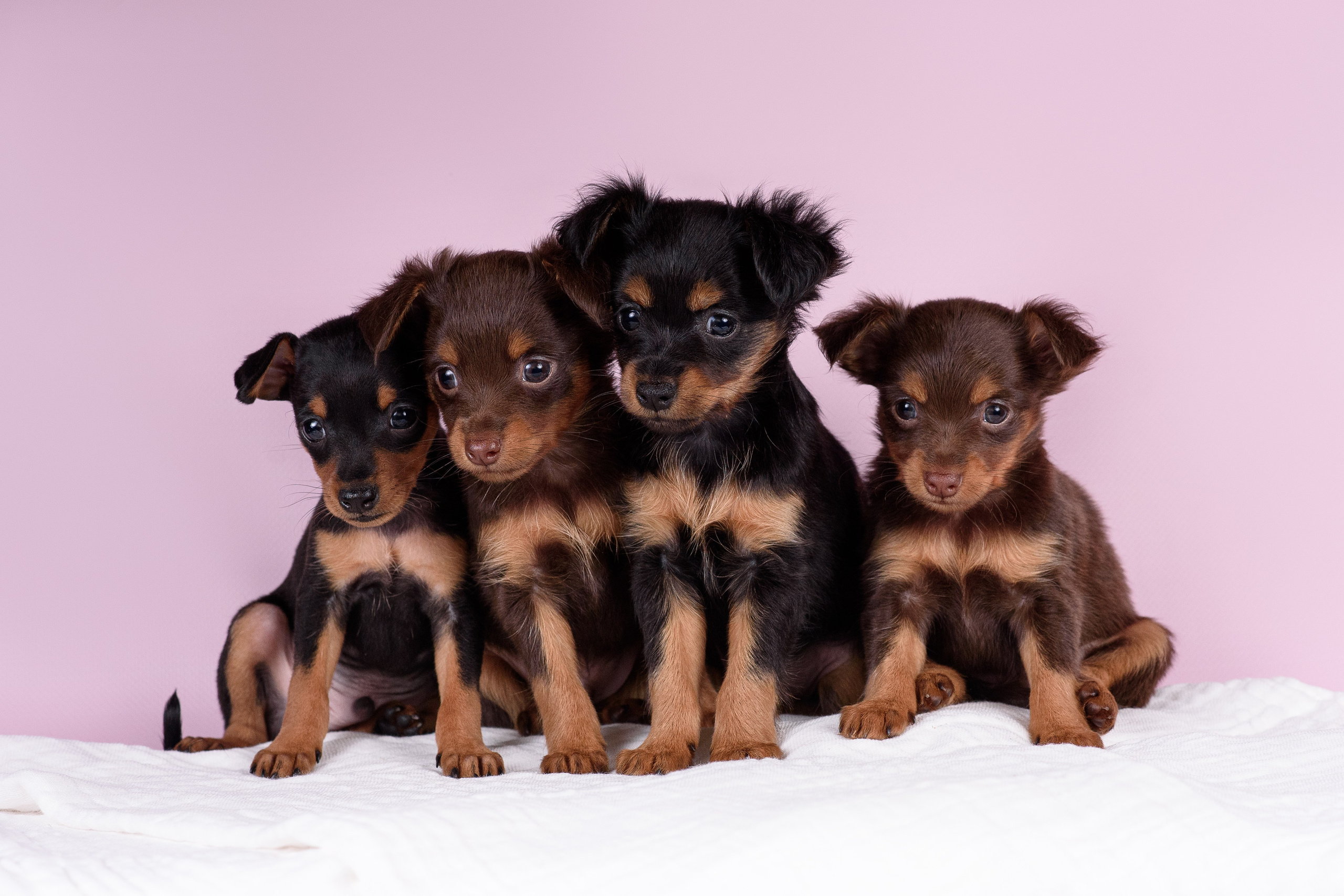 Щенки Пражских крысариков -13.04.2024. Фотограф — Анималист | Анна Абрамова