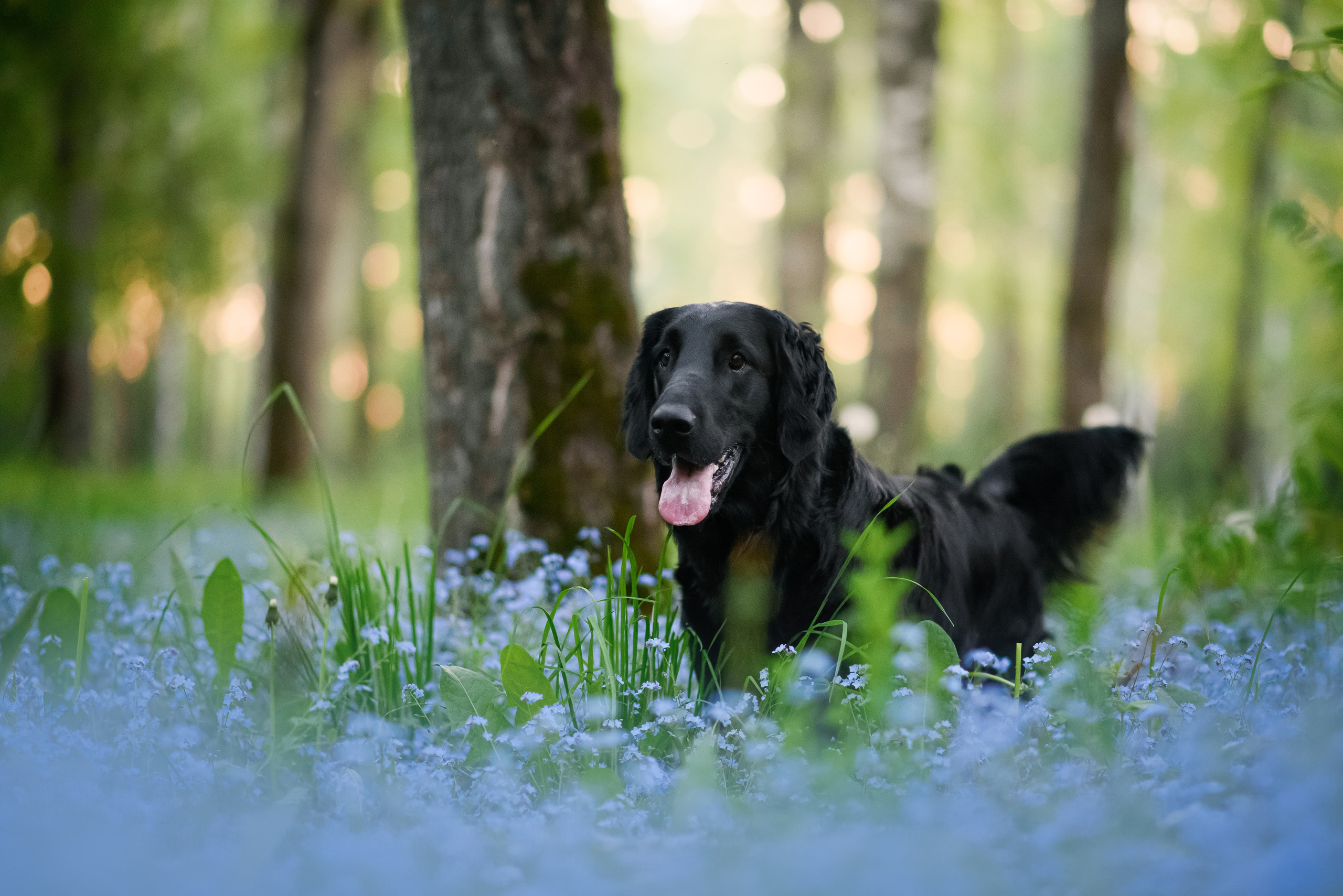 Степа, Йоки и Мята — 29.05.2024. Фотограф — Анималист | Анна Абрамова