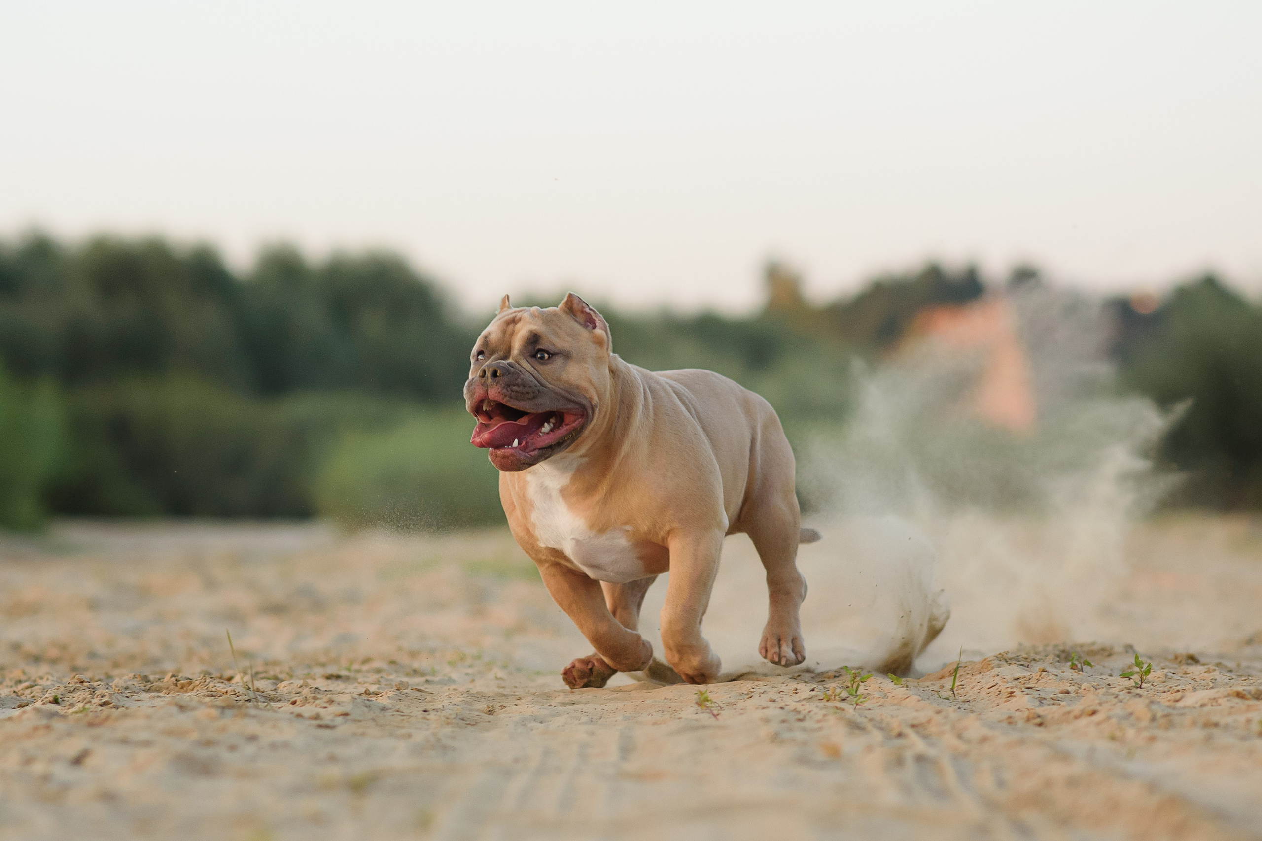 Аляска — Амбулли — 23.08.2024. Фотограф — Анималист | Анна Абрамова