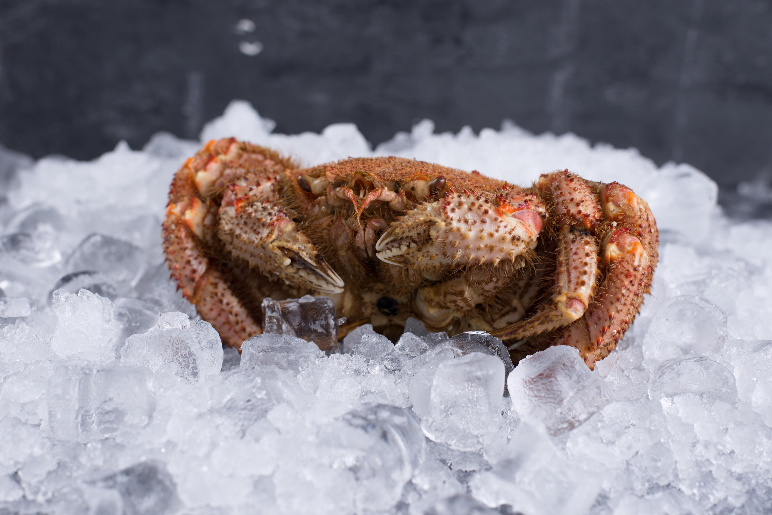 Дай краба. Кирилл Бутлович фуд фотограф, Киров