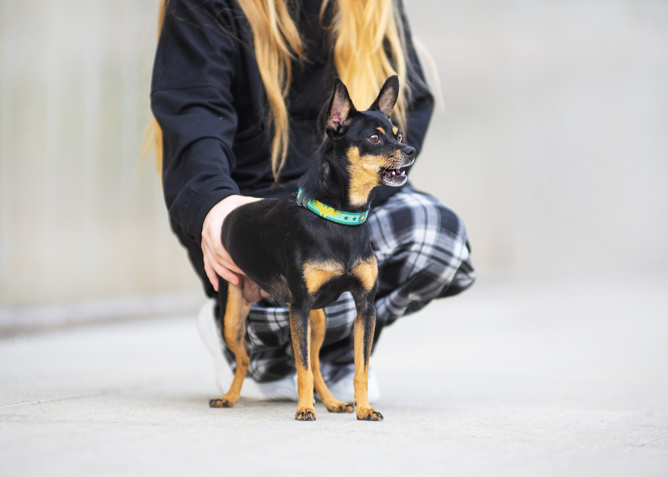 Мотя и краски холли. Дог-фотограф в Тюмени Александра Королева