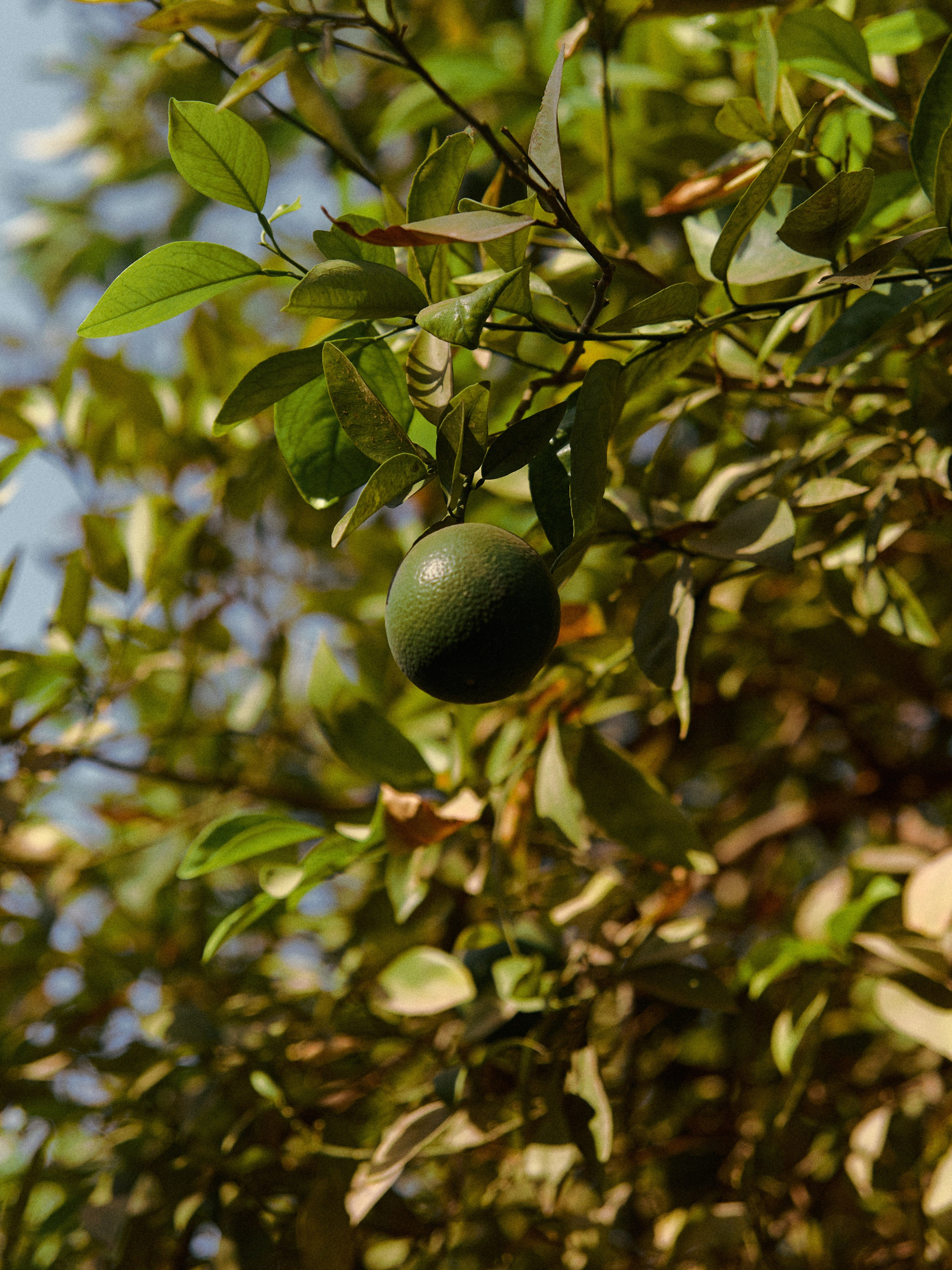 Природа. Jorgis Talè — photographer, kind person, teacher of arts and other mag