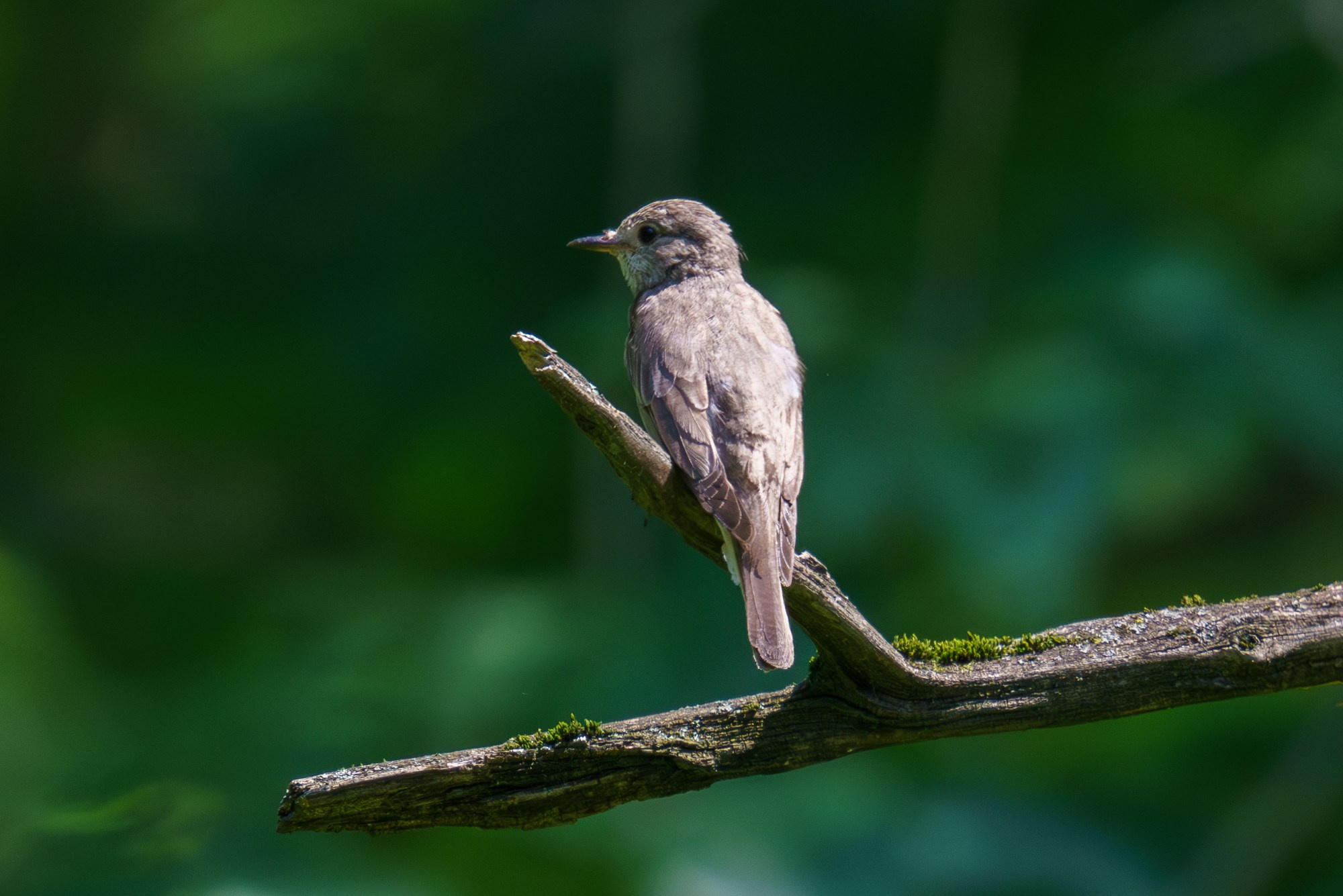 Удивительные мир птиц. Вокруг нас столько прекрасного — присмотритесь!. Ваш личный фотограф Марина Волкова