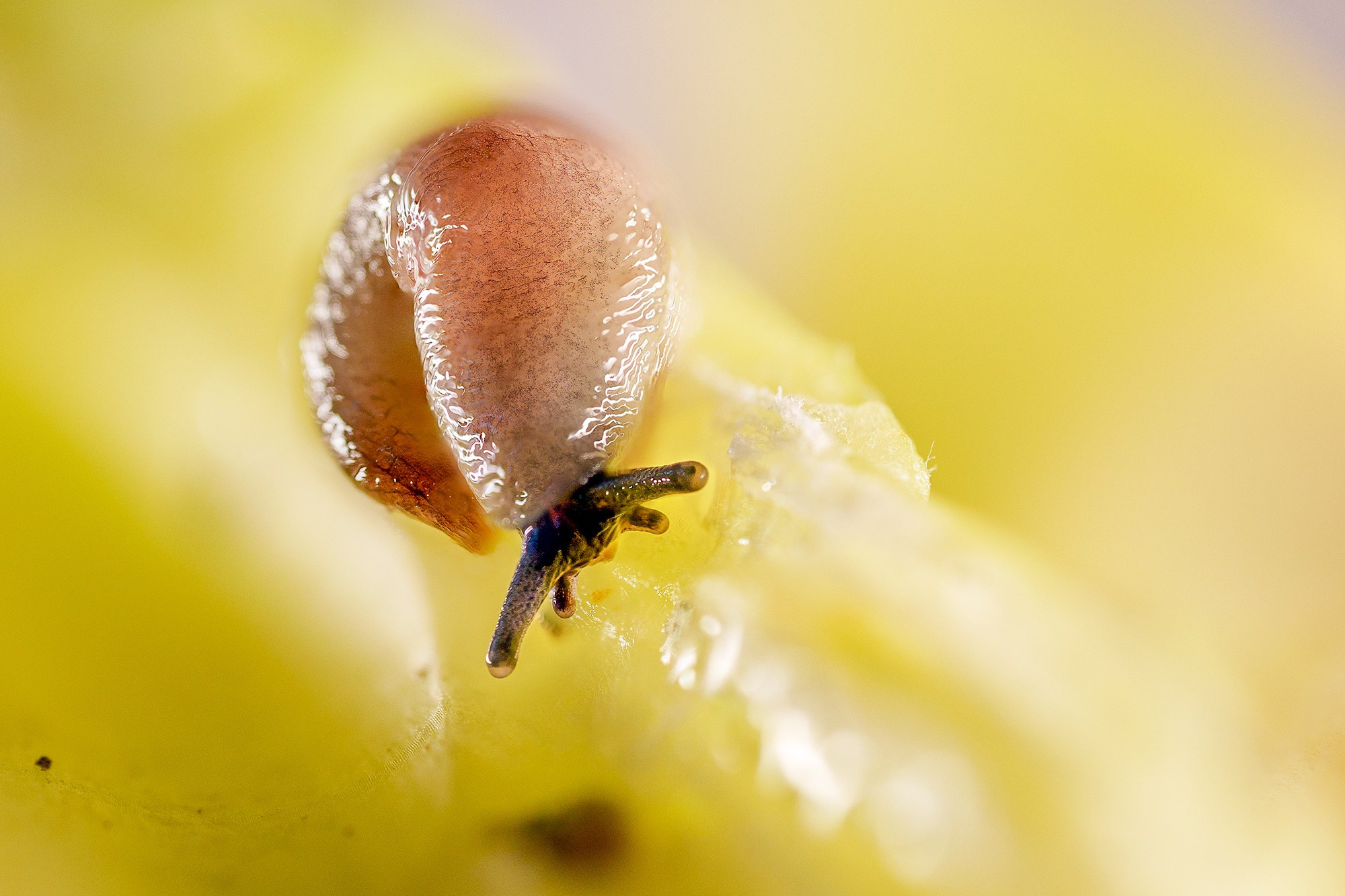 Макросъёмка. Ваш личный фотограф Марина Волкова