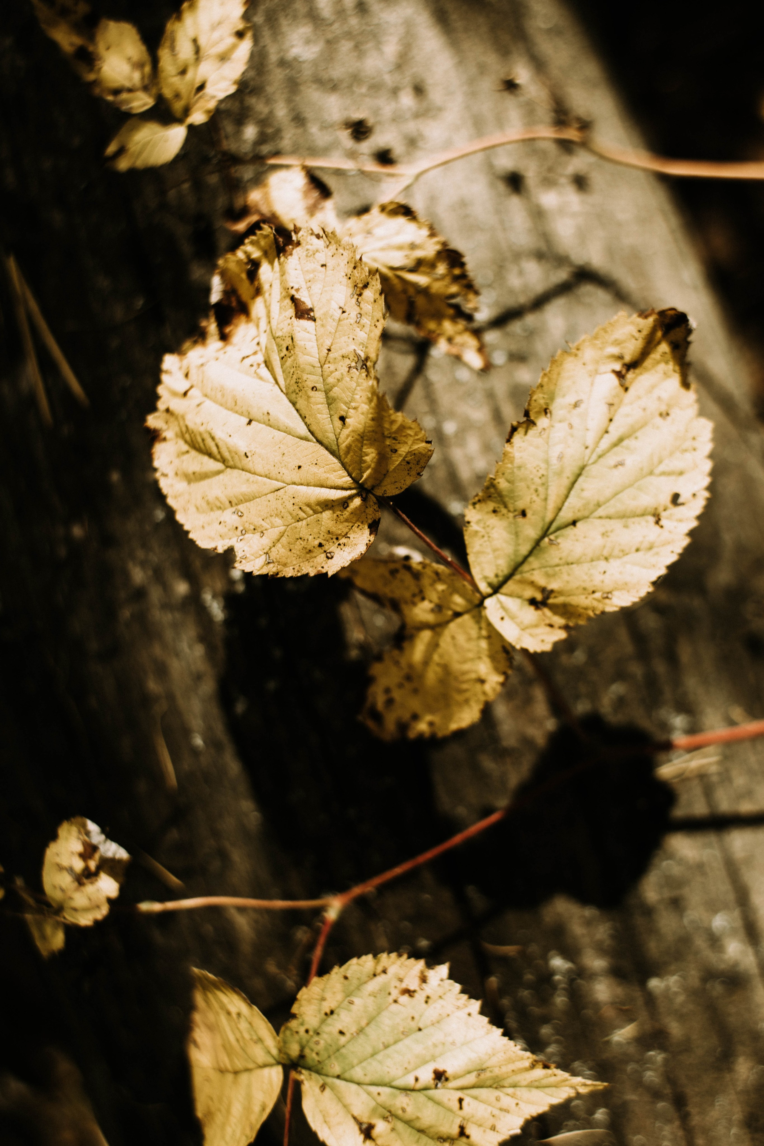 Алиса+ Алёна. Фотограф в Нижнем Новгороде