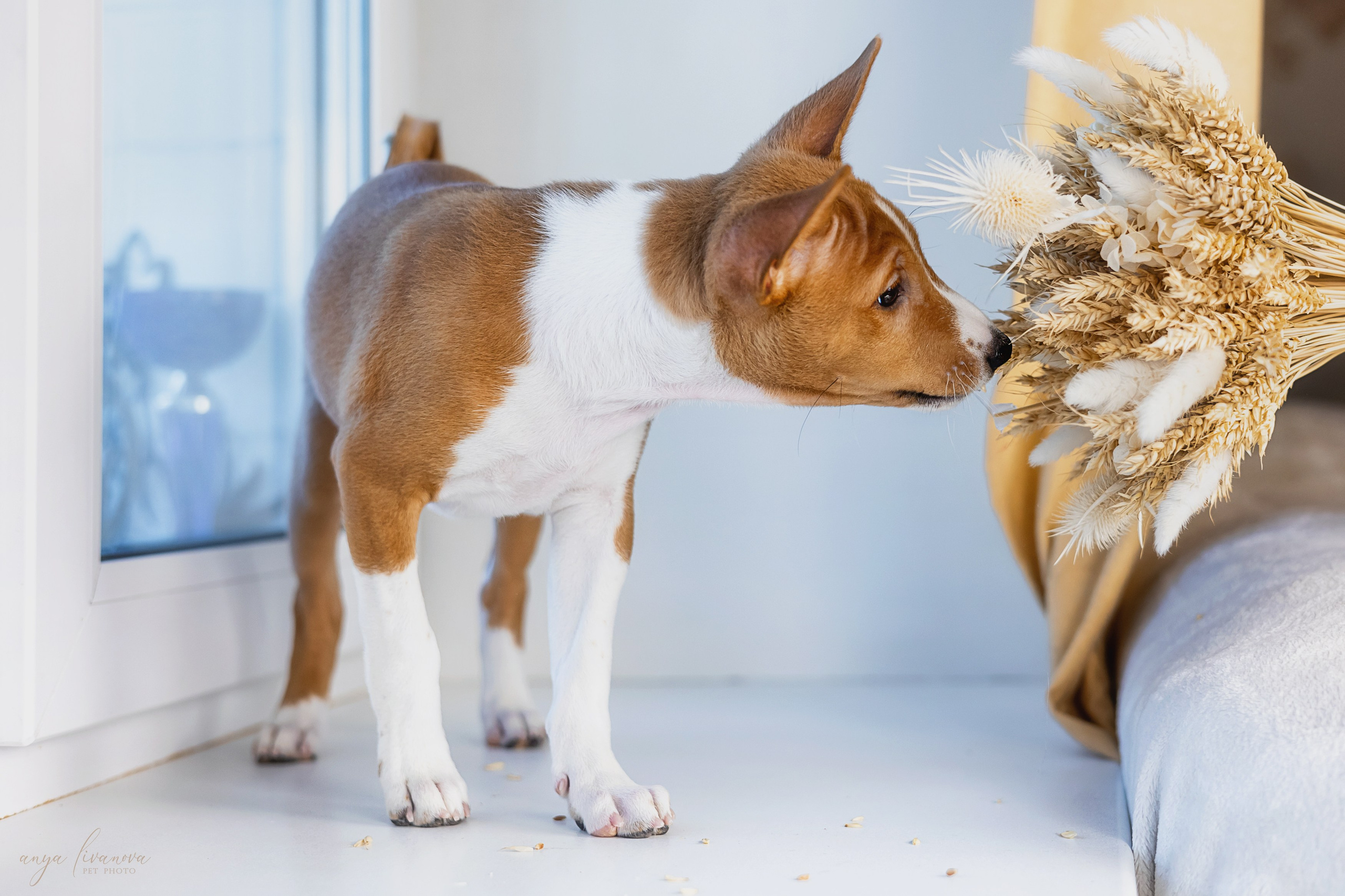 Балу. Фотограф анималист Аня Ливанова | Рыбинск