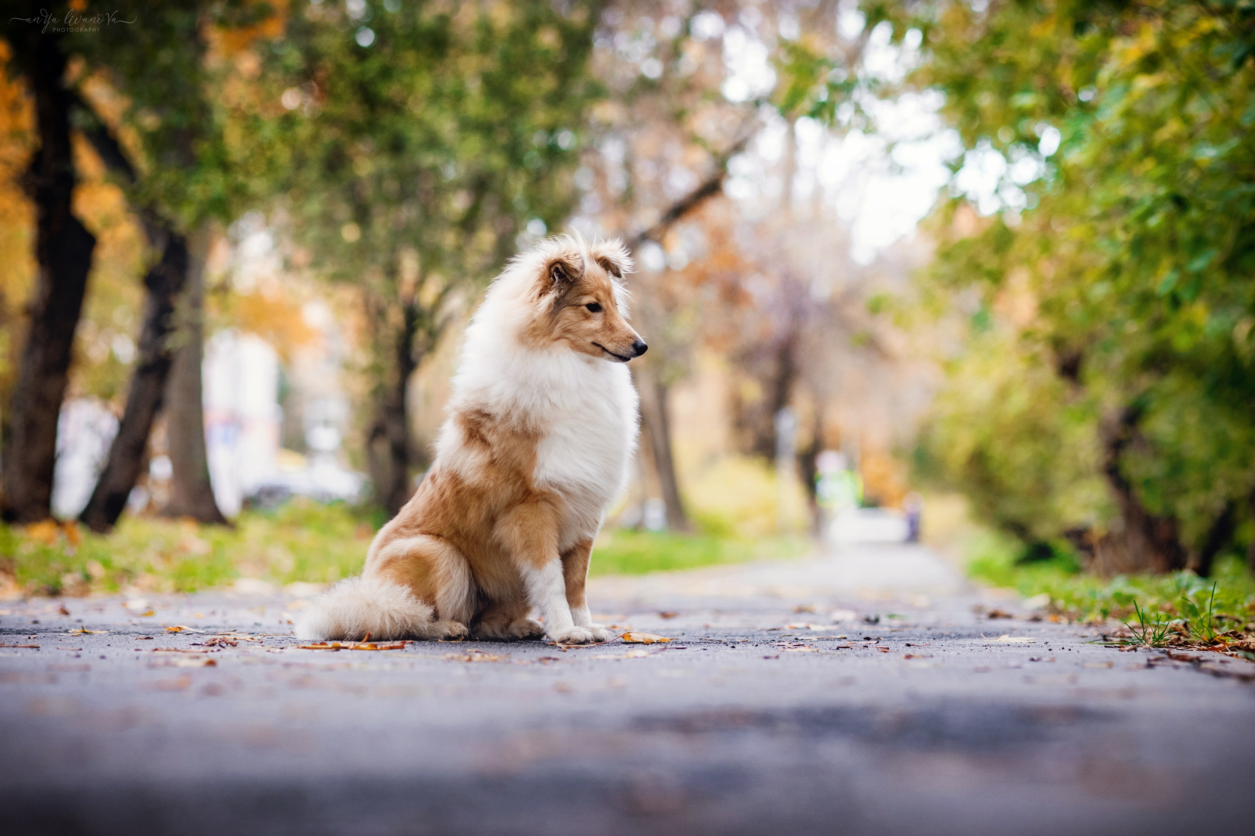 Бетти. Фотограф анималист Аня Ливанова | Рыбинск