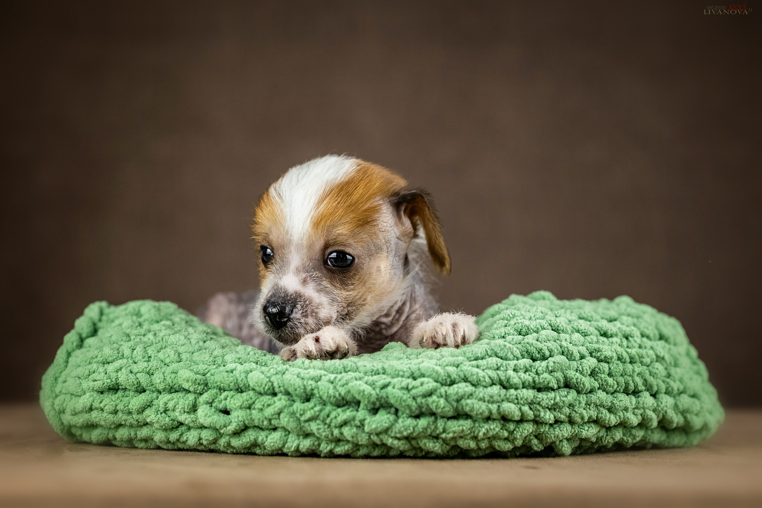 КХС. Фотограф анималист Аня Ливанова | Рыбинск