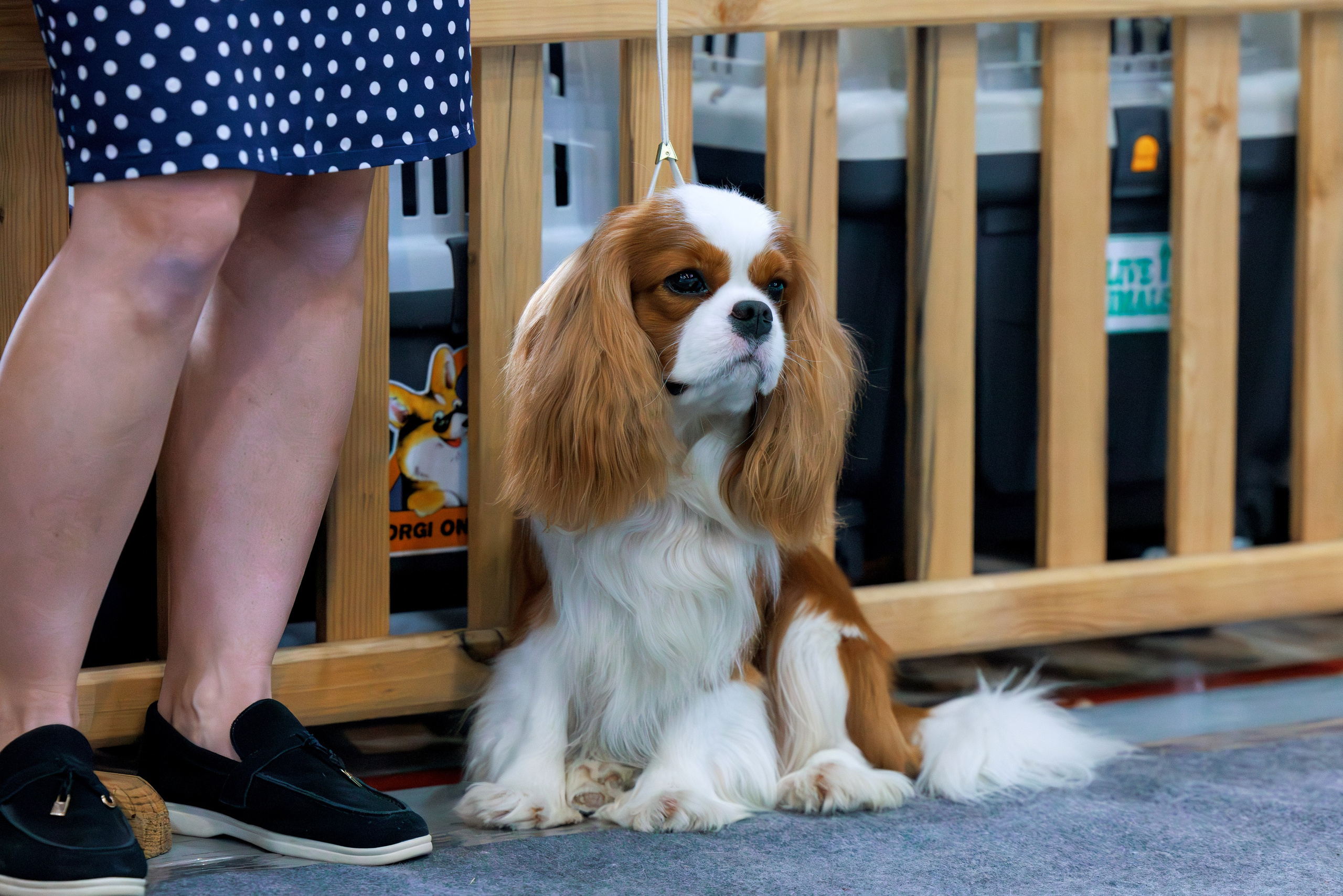 Ереван 2х CACIB 29-30.04.2025. Фотограф-анималист Юлия Германика