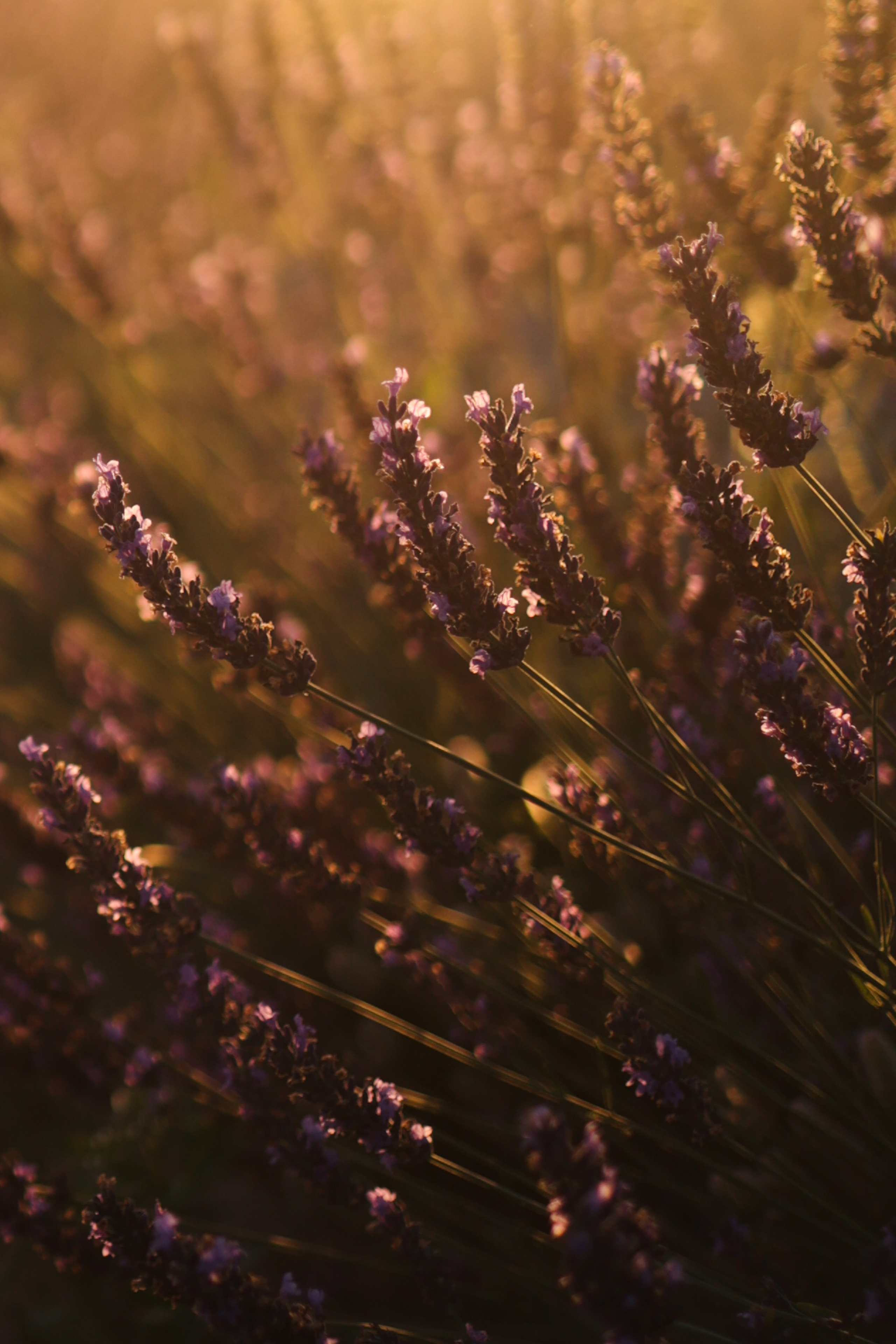 Фотоприключение в лаванду. Фотограф и видеограф Елена Лисина