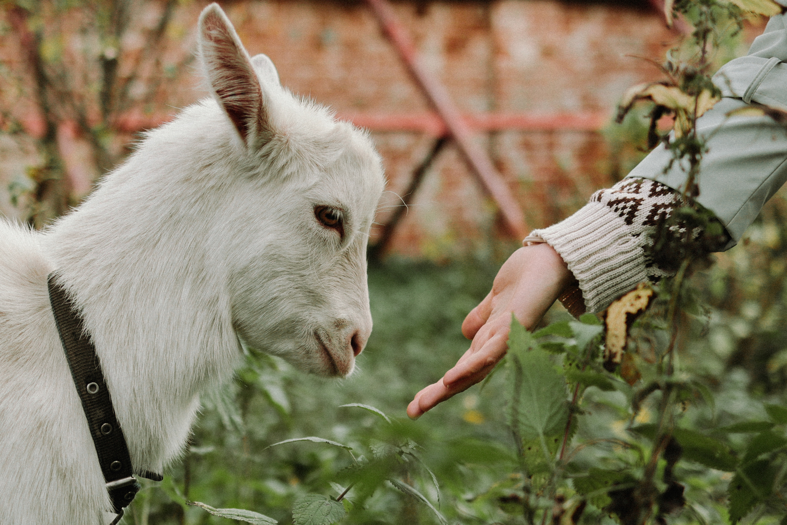 Фотоприключение в Суздаль. Фотограф и видеограф Елена Лисина