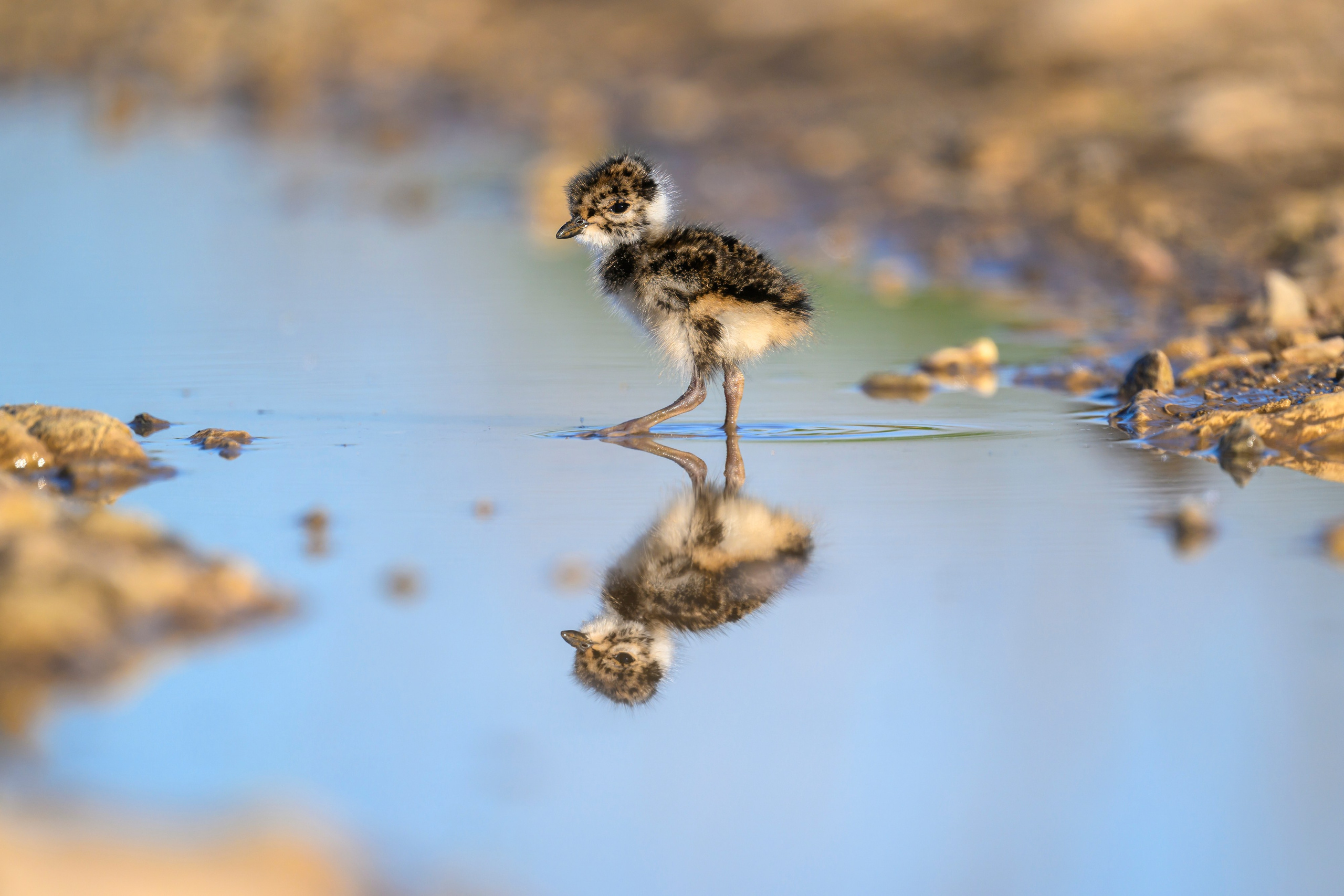 Чибисята. Wildlife photography by Sergey Puponin