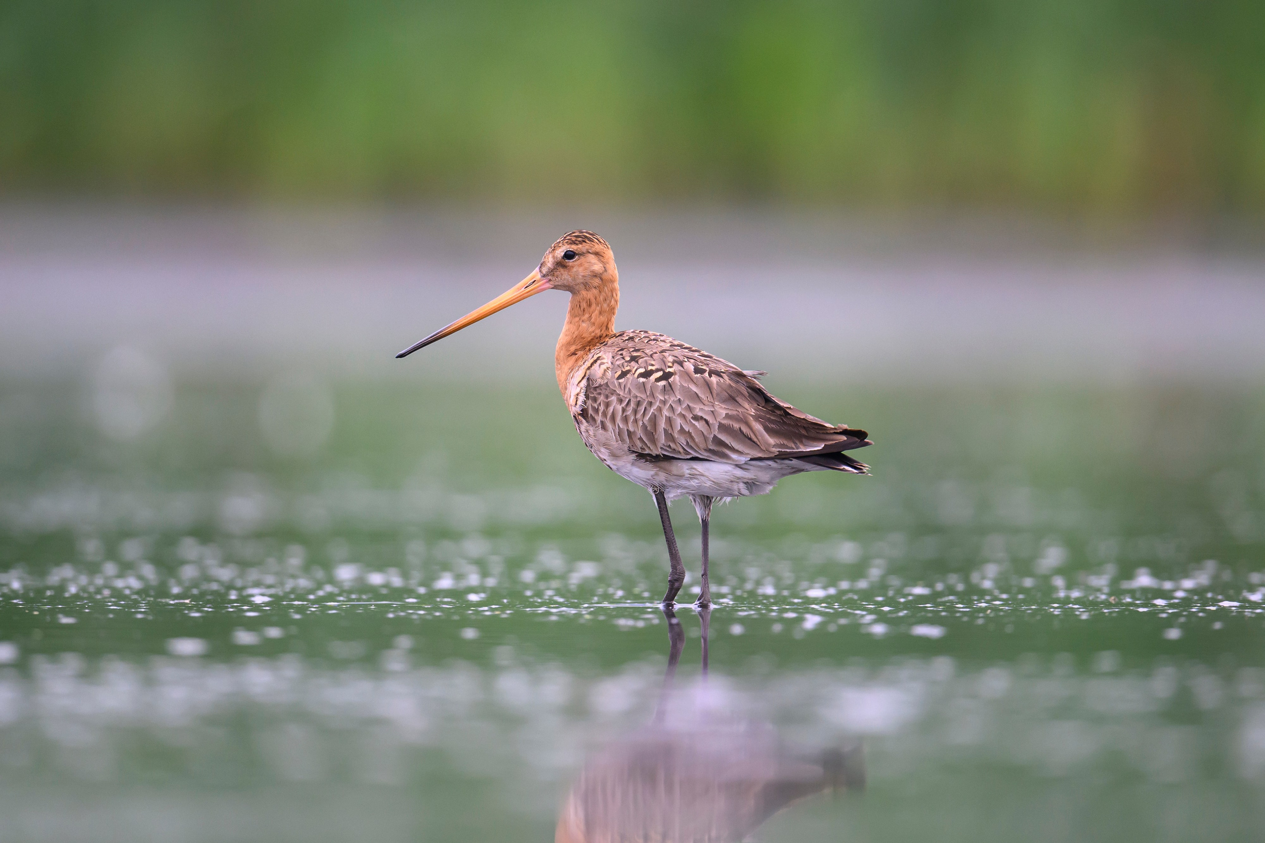 Кулики. Wildlife photography by Sergey Puponin